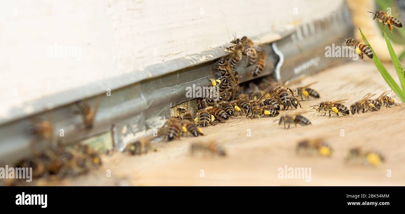 Bienen mit Pollen und Nektar fliegen an einem sonnigen Tag zum Bienenstock Stockfoto