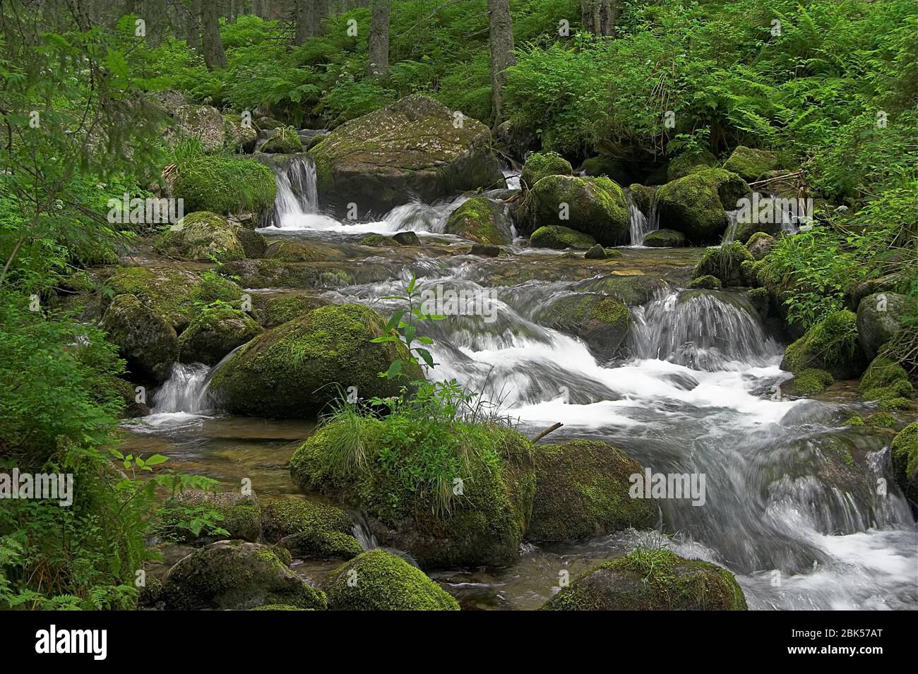 Polen, Polen, Tatry, Starorobociańska Dolina. Gebirgsbach schnell zwischen Steinen fließen. Verschwommenes Wasser. Gebirgsbach. Górski potok. 山間溪流 Stockfoto