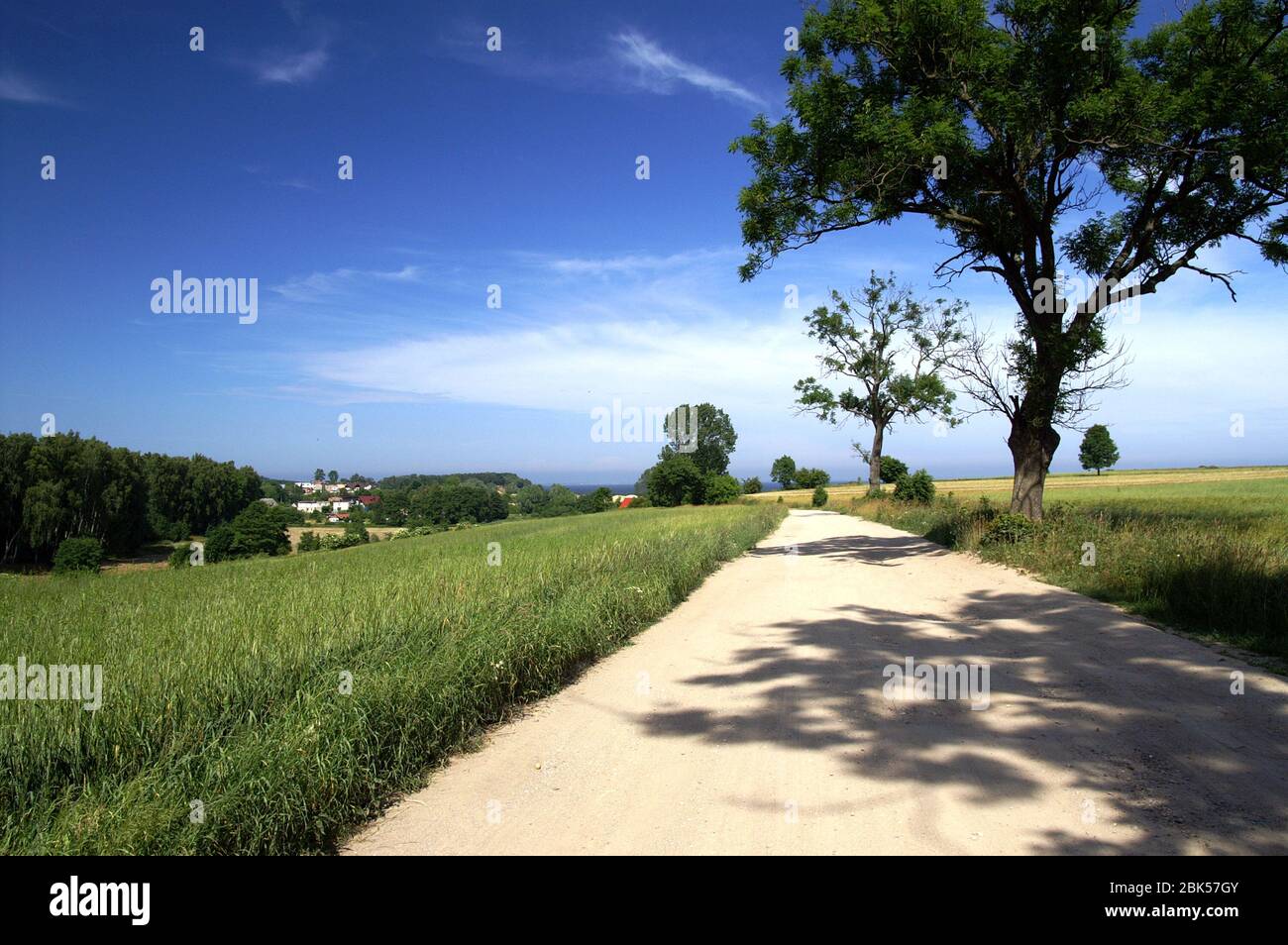 Typische polnische Landschaft. Eine schmale Schotterstraße mit einem verzweigten Baum daneben. Ein maler Feldweg mit einem verzweigten Baum daneben. 土路和樹。Puck Okolice Stockfoto