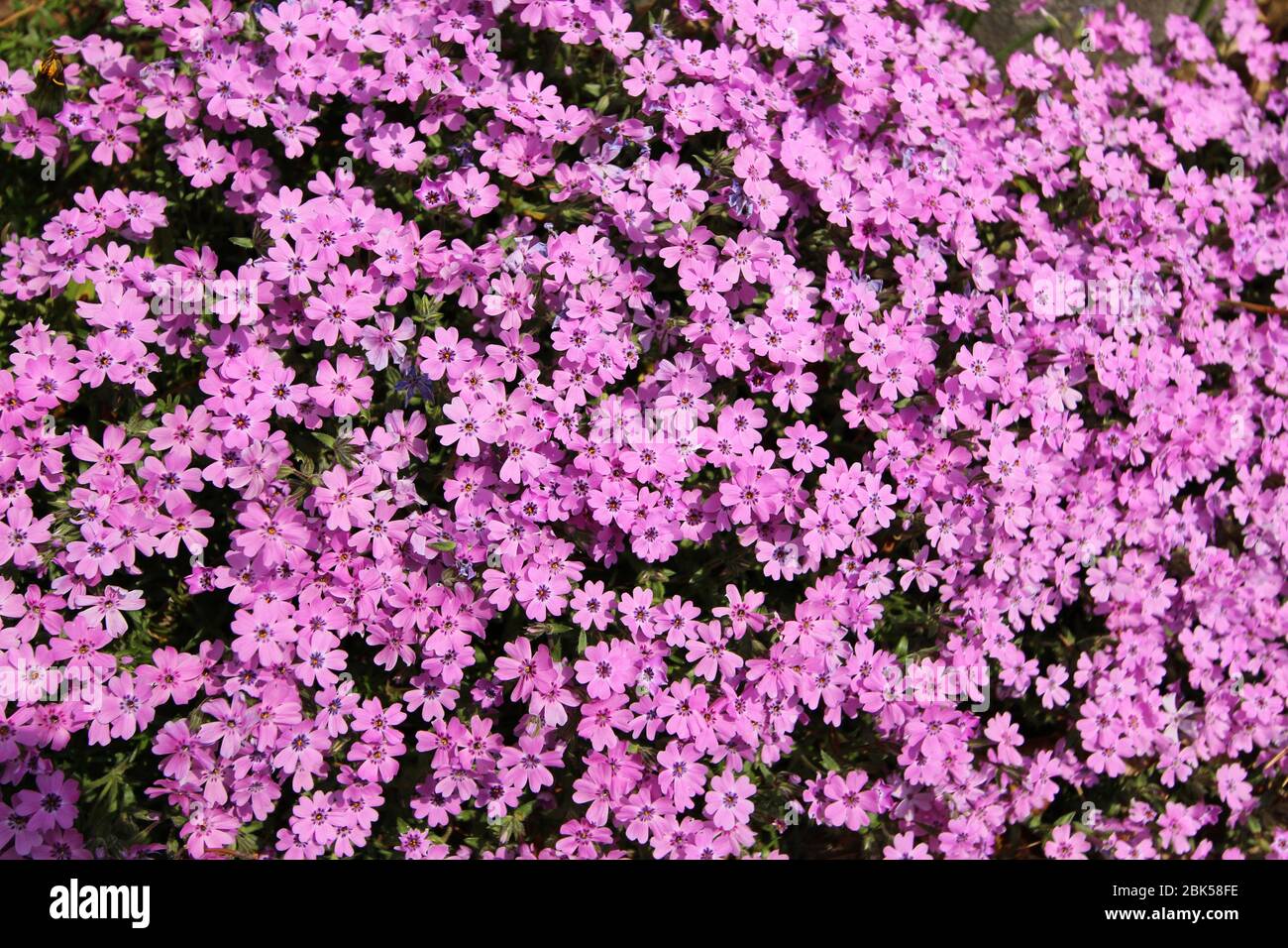 Blumenverbena im Frühlingsgarten, kleine rosa Blüten Muster Stockfoto