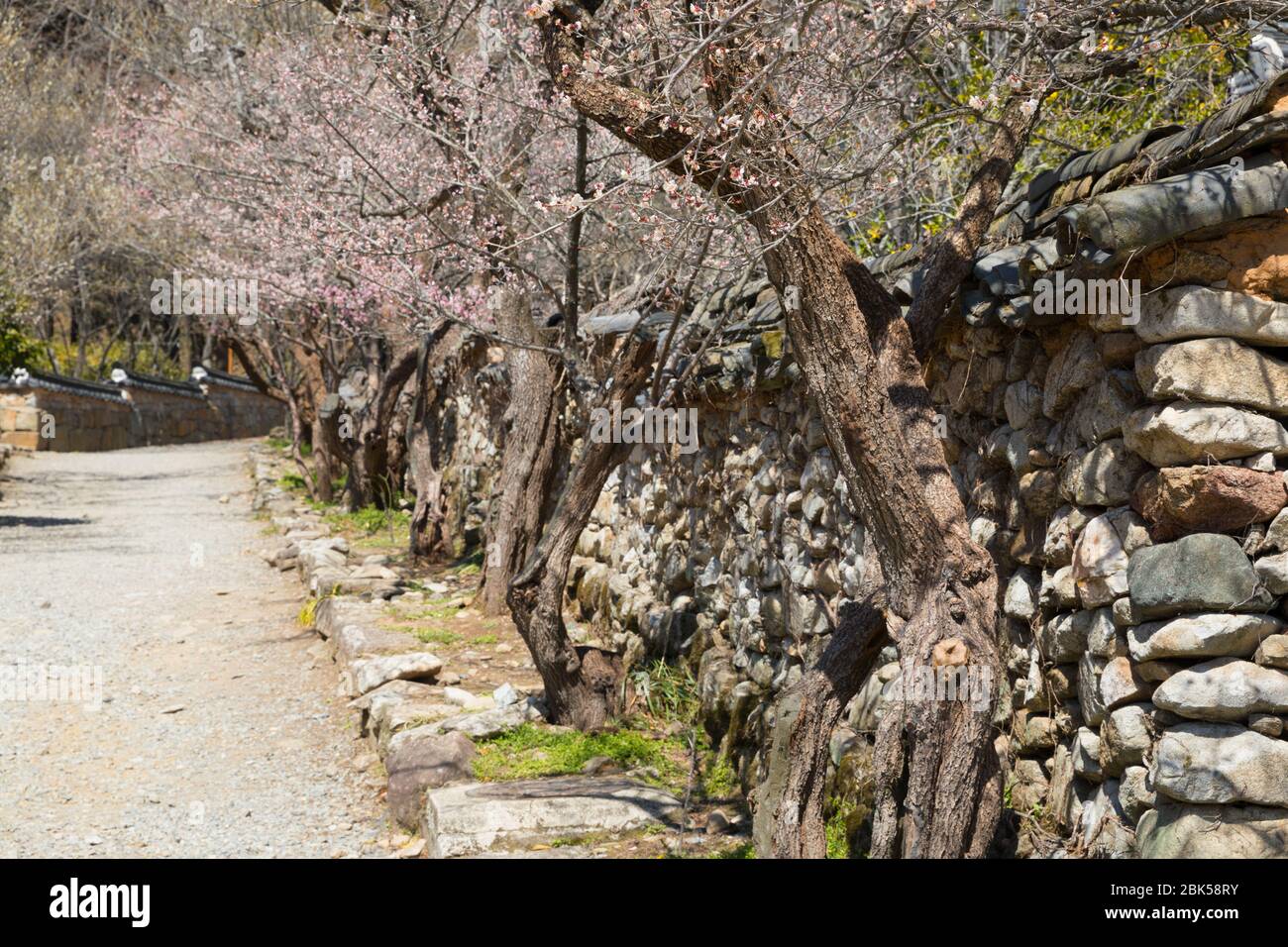 Koreanische traditionelle Wand und Pflaumenblüten Baum. Stockfoto