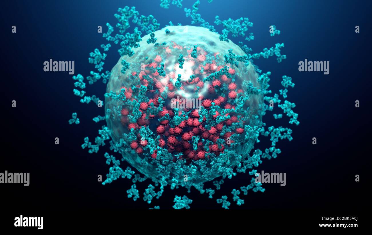 Abbildung von Antikörpern (blau), die an einer mit Coronavirus (rot) infizierten Zelle befestigt sind. Antikörper binden an spezifische Antigene, zum Beispiel an virale Proteine, die auf der Oberfläche infizierter Zellen angezeigt werden und markieren sie für die Zerstörung durch Phagozyten-Immunzellen. Stockfoto