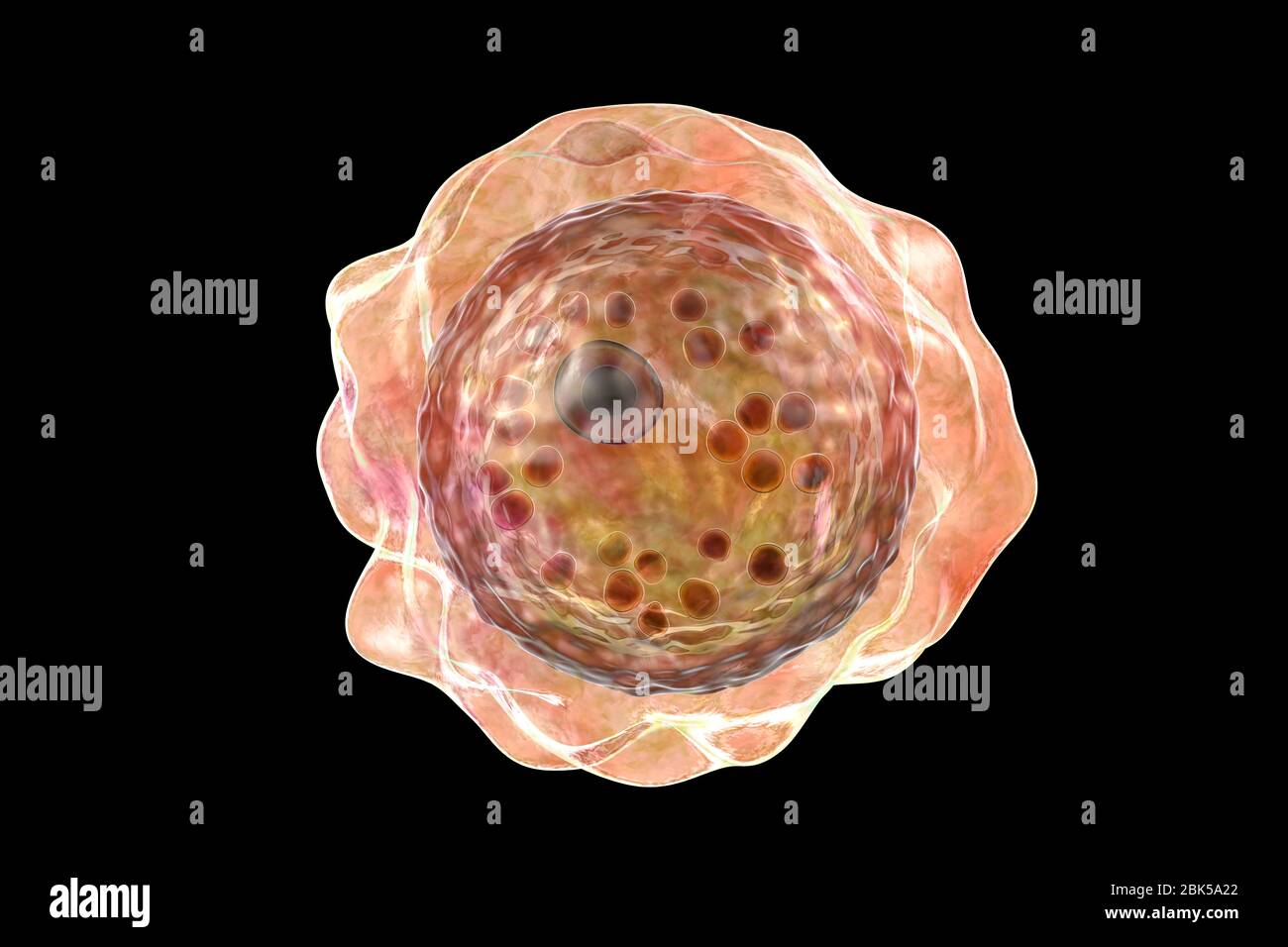 Balamuthia mandrillaris amoeba, Computerdarstellung. Dies ist die infektiöse Form des Organismus, die Zyste. B. mandrillaris, ein freilebender einzelliger Organismus, kommt in Wasser und Boden in gemäßigten Regionen vor. Infektionen sind selten, aber es kann die Krankheit granulomatöse amöbische Enzephalitis (GAE) des Gehirns verursachen, mit ist fast immer tödlich. Stockfoto