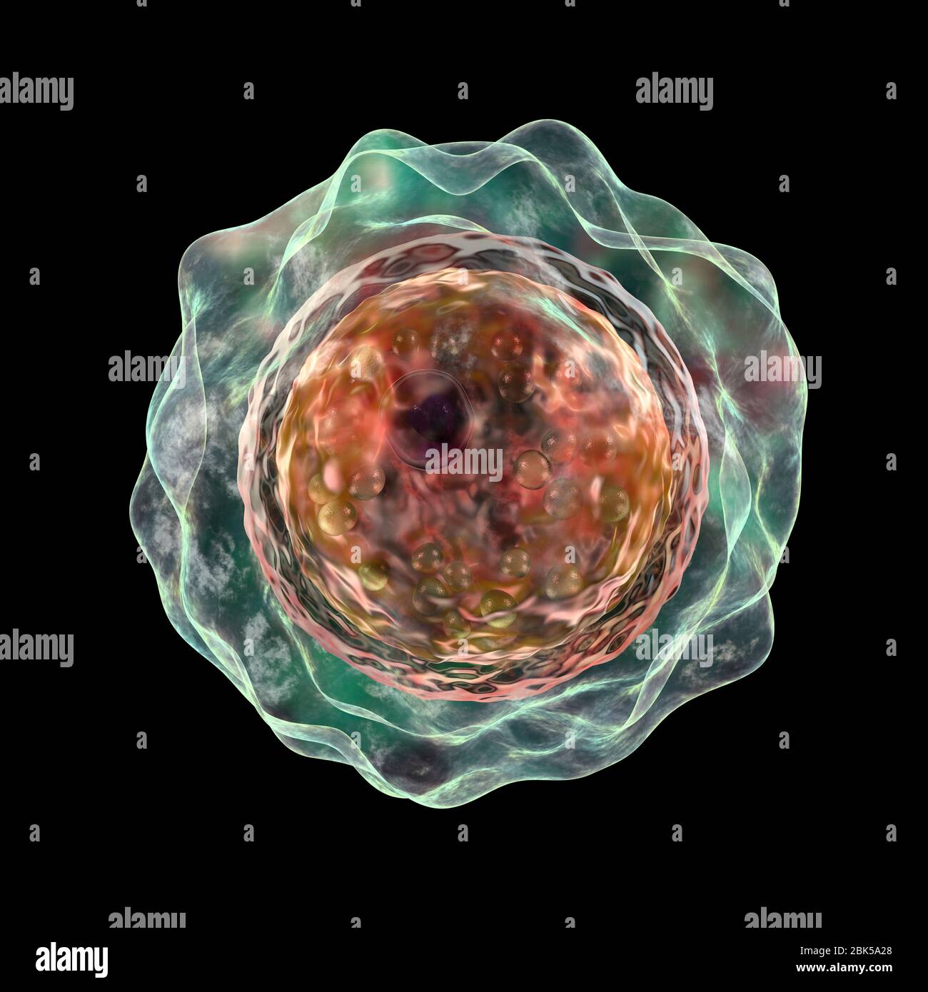 Balamuthia mandrillaris amoeba, Computerdarstellung. Dies ist die infektiöse Form des Organismus, die Zyste. B. mandrillaris, ein freilebender einzelliger Organismus, kommt in Wasser und Boden in gemäßigten Regionen vor. Infektionen sind selten, aber es kann die Krankheit granulomatöse amöbische Enzephalitis (GAE) des Gehirns verursachen, mit ist fast immer tödlich. Stockfoto