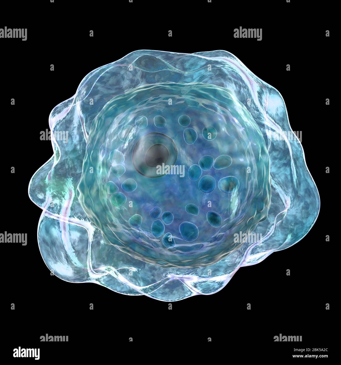 Balamuthia mandrillaris amoeba, Computerdarstellung. Dies ist die infektiöse Form des Organismus, die Zyste. B. mandrillaris, ein freilebender einzelliger Organismus, kommt in Wasser und Boden in gemäßigten Regionen vor. Infektionen sind selten, aber es kann die Krankheit granulomatöse amöbische Enzephalitis (GAE) des Gehirns verursachen, mit ist fast immer tödlich. Stockfoto