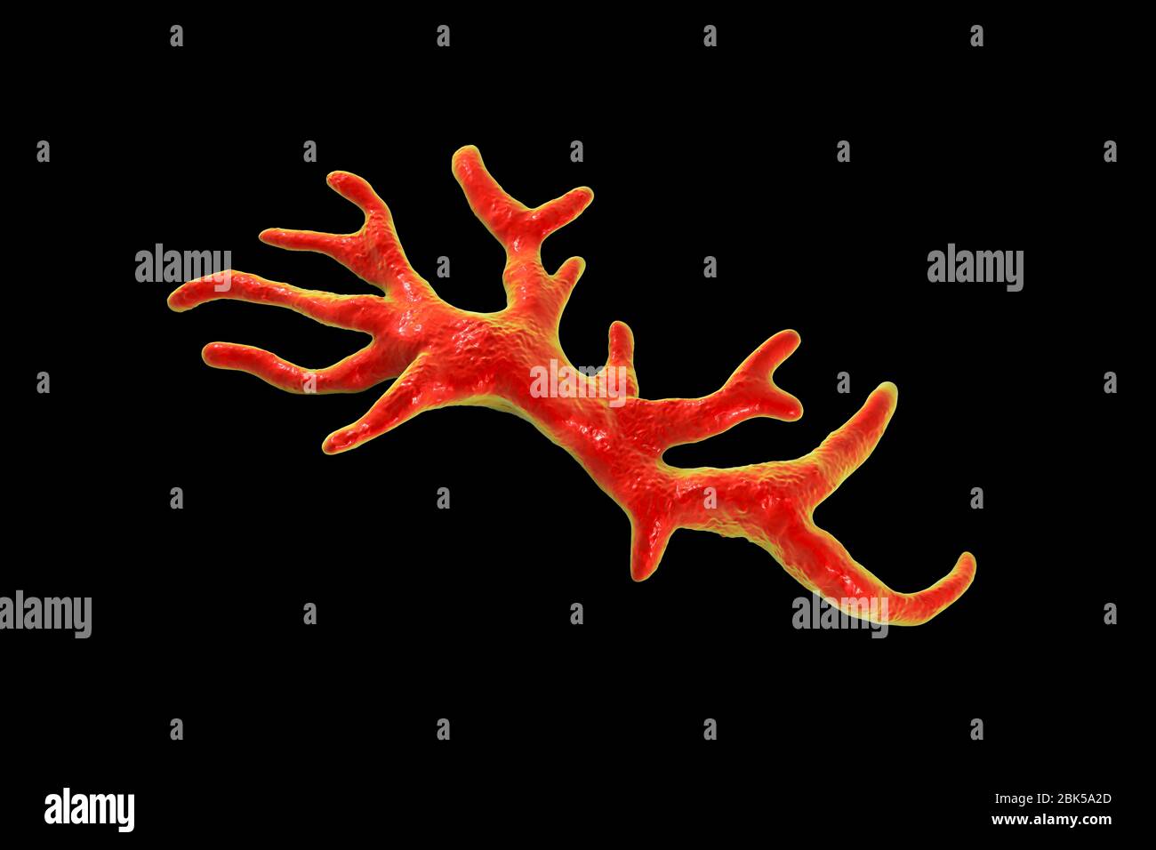 Balamuthia mandrillaris Amöben, computer Abbildung. Dies ist der