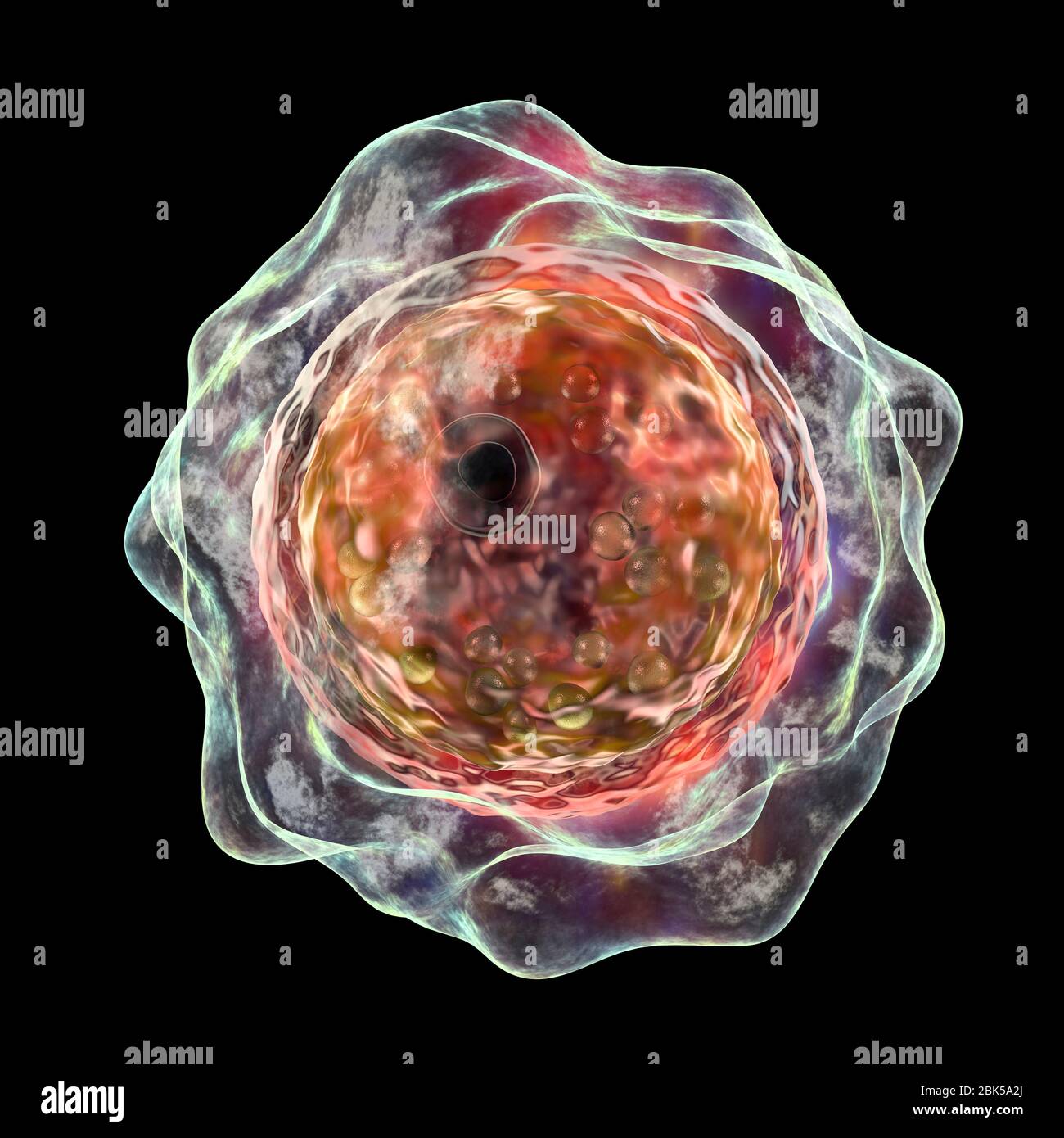 Balamuthia mandrillaris amoeba, Computerdarstellung. Dies ist die infektiöse Form des Organismus, die Zyste. B. mandrillaris, ein freilebender einzelliger Organismus, kommt in Wasser und Boden in gemäßigten Regionen vor. Infektionen sind selten, aber es kann die Krankheit granulomatöse amöbische Enzephalitis (GAE) des Gehirns verursachen, mit ist fast immer tödlich. Stockfoto