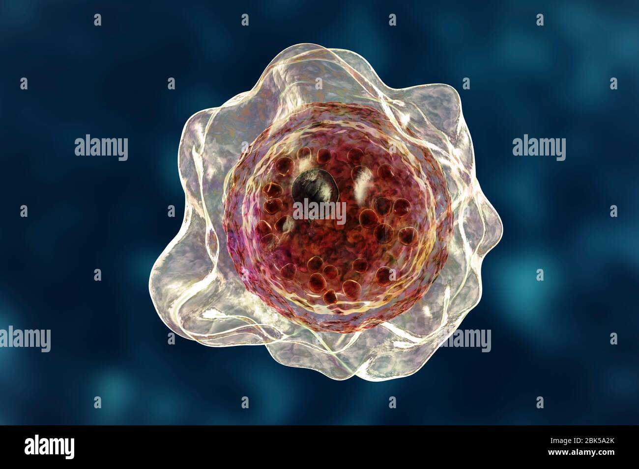 Balamuthia mandrillaris amoeba, Computerdarstellung. Dies ist die infektiöse Form des Organismus, die Zyste. B. mandrillaris, ein freilebender einzelliger Organismus, kommt in Wasser und Boden in gemäßigten Regionen vor. Infektionen sind selten, aber es kann die Krankheit granulomatöse amöbische Enzephalitis (GAE) des Gehirns verursachen, mit ist fast immer tödlich. Stockfoto