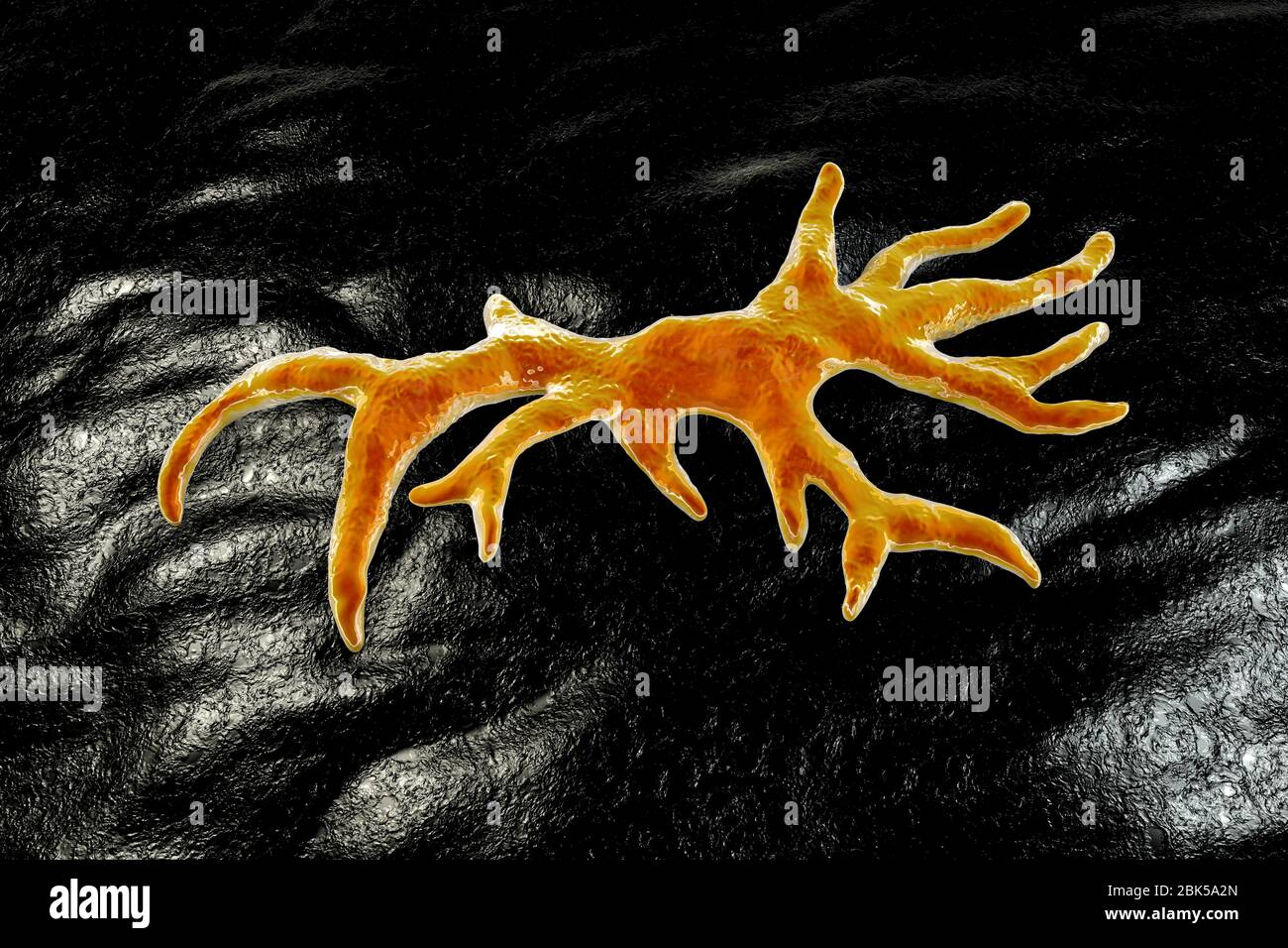 Balamuthia mandrillaris Amöben, computer Abbildung. Dies ist der