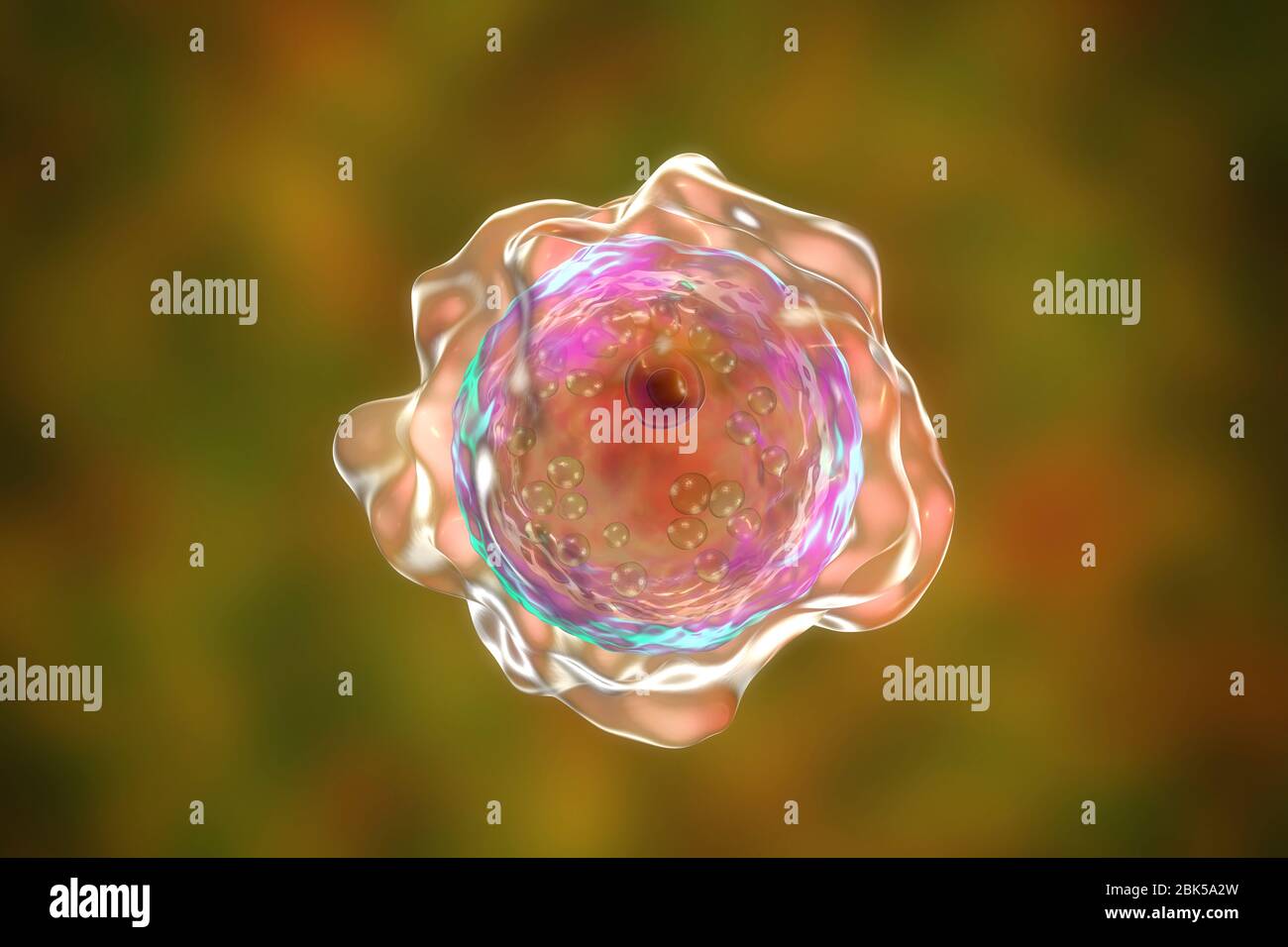 Balamuthia mandrillaris amoeba, Computerdarstellung. Dies ist die infektiöse Form des Organismus, die Zyste. B. mandrillaris, ein freilebender einzelliger Organismus, kommt in Wasser und Boden in gemäßigten Regionen vor. Infektionen sind selten, aber es kann die Krankheit granulomatöse amöbische Enzephalitis (GAE) des Gehirns verursachen, mit ist fast immer tödlich. Stockfoto
