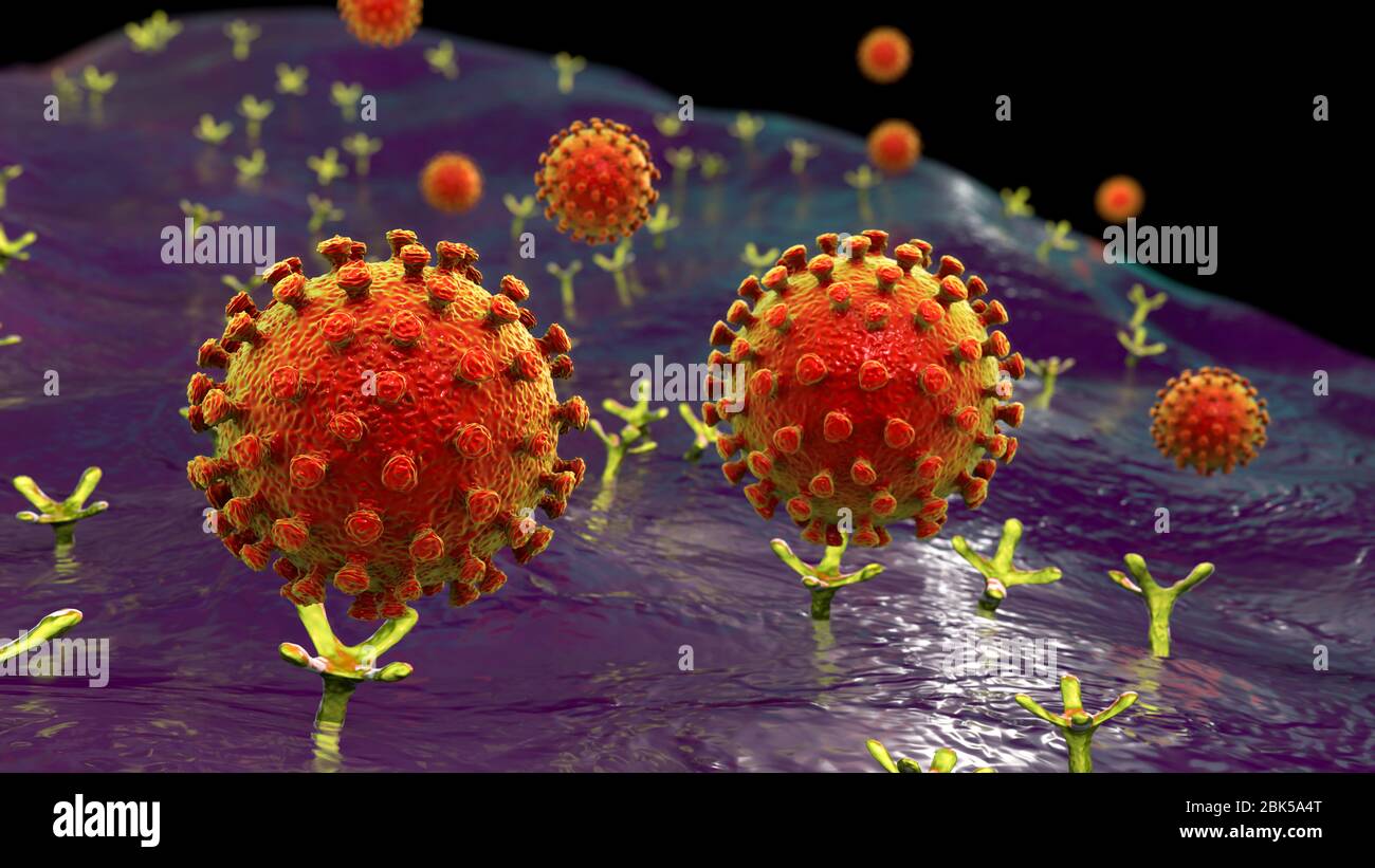 Covid-19 Coronavirus Bindung an menschliche Zelle, konzeptionelle Computerdarstellung. SARS-CoV-2 Coronavirus (zuvor 2019-nCoV), das an einen ACE2-Rezeptor auf einer menschlichen Zelle bindet (nicht maßstabsgetierbar). SARS-CoV-2 verursacht die Atemwegsinfektion Covid-19, die zu einer tödlichen Lungenentzündung führen kann. ACE2 (Angiotensin-converting Enzyme 2) ist eine membrangebundene Aminopeptidase, der Hauptrezeptor für das Spike-Glykoprotein von SARS-CoV-2, das als erster Schritt in der Entwicklung der Coronavirus-Infektion auf zellulärer Ebene und als mögliches Ziel für Behandlungsstrategie dient. Stockfoto