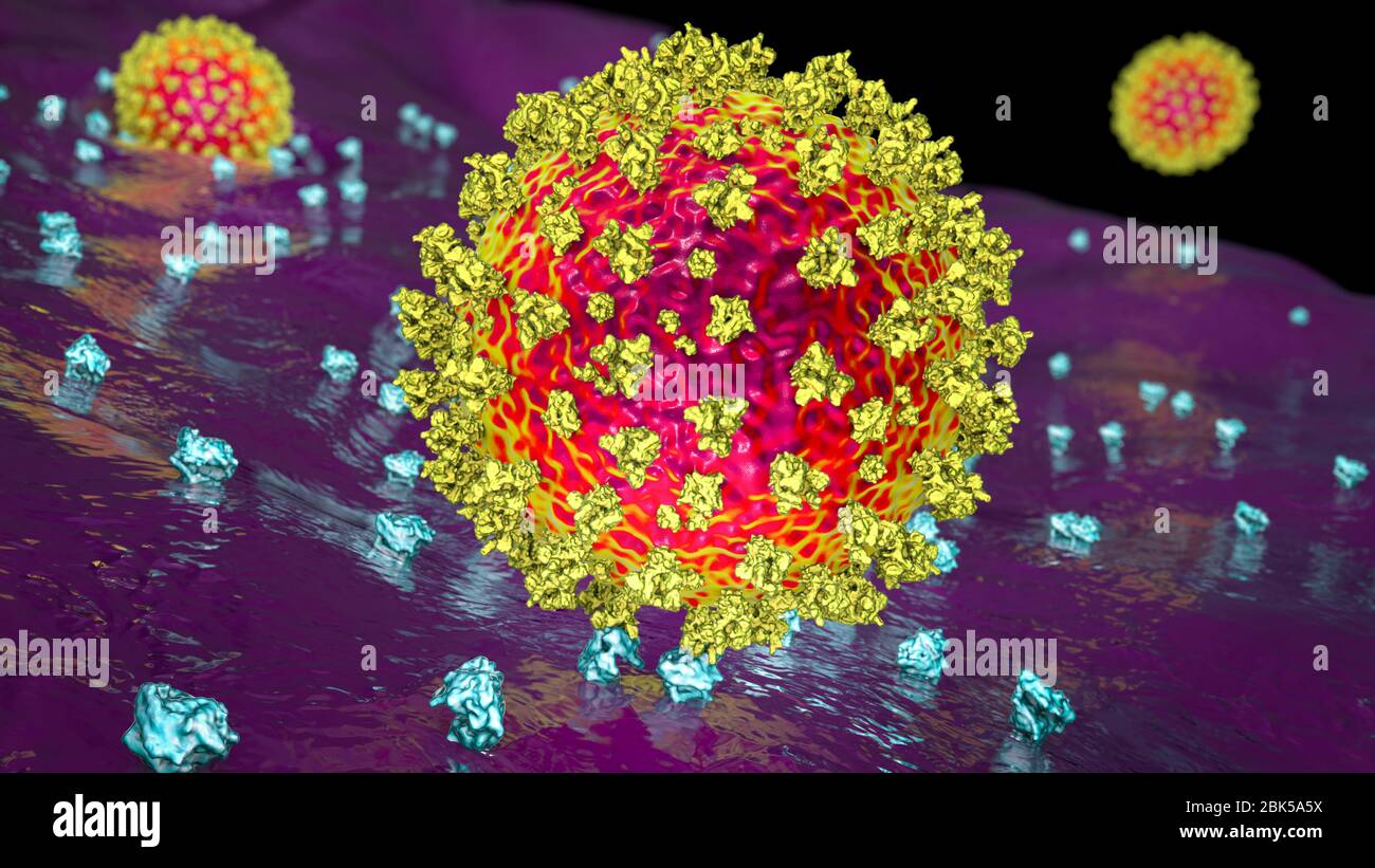 Covid-19 Coronavirus, das an menschliche Zelle bindet, Abbildung Stockfoto