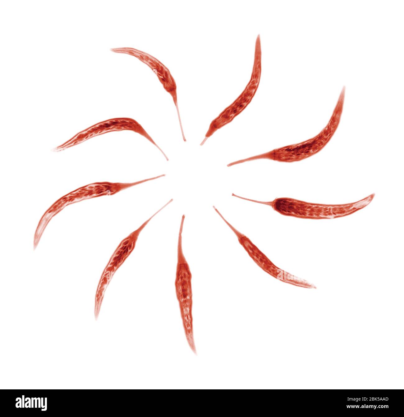 Neun rote Chilis im Kreis, farbiger Röntgenstrahl. Stockfoto