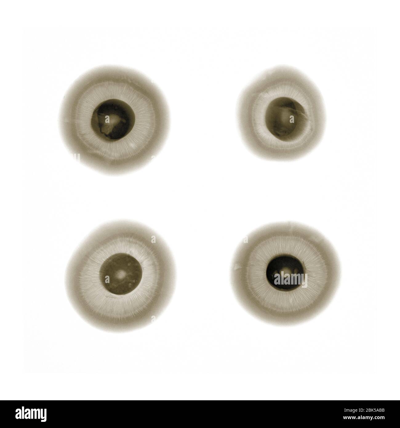 Vier Pilze von oben, Röntgen. Stockfoto