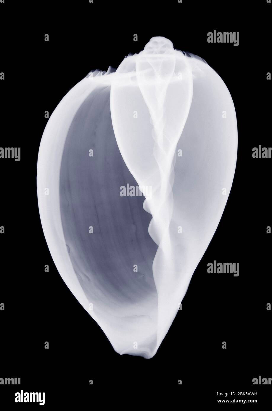 Welkenschale (Prunum apicinum), Röntgen. Stockfoto
