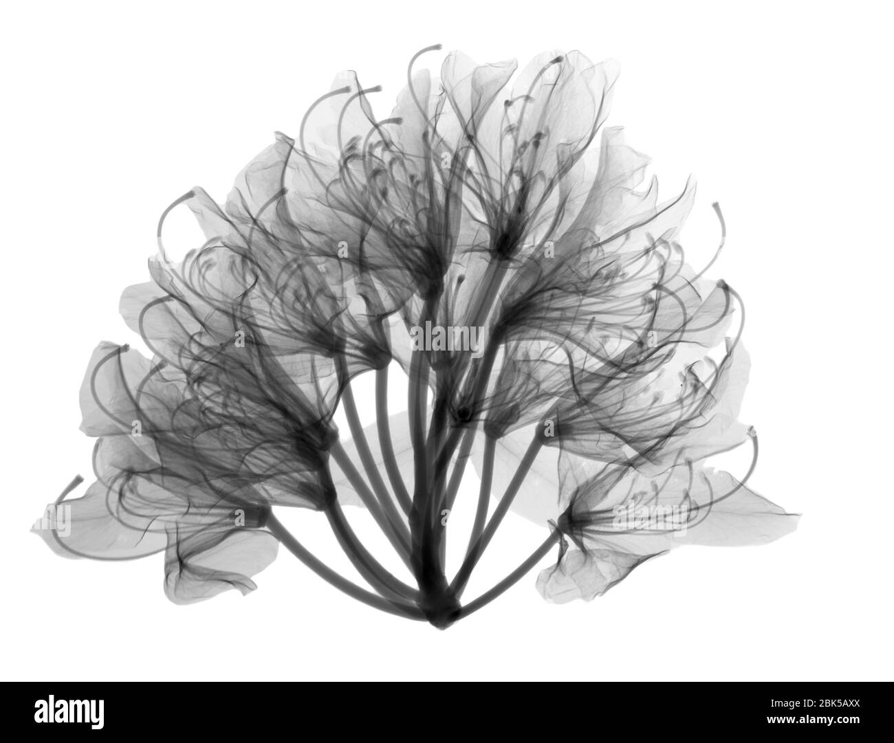 Azalea (Rhododendron sp.), Röntgenstrahlung. Stockfoto