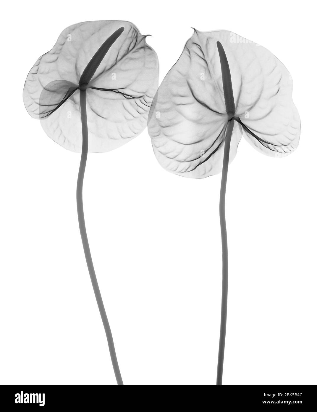 Flamingo-Blume (Anthurium midori), Röntgenstrahlung. Stockfoto