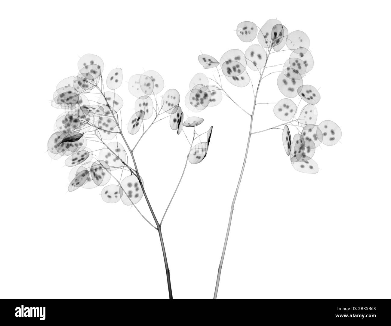 Ehrlichkeit (Lunaria sp.), Röntgenstrahlung. Stockfoto