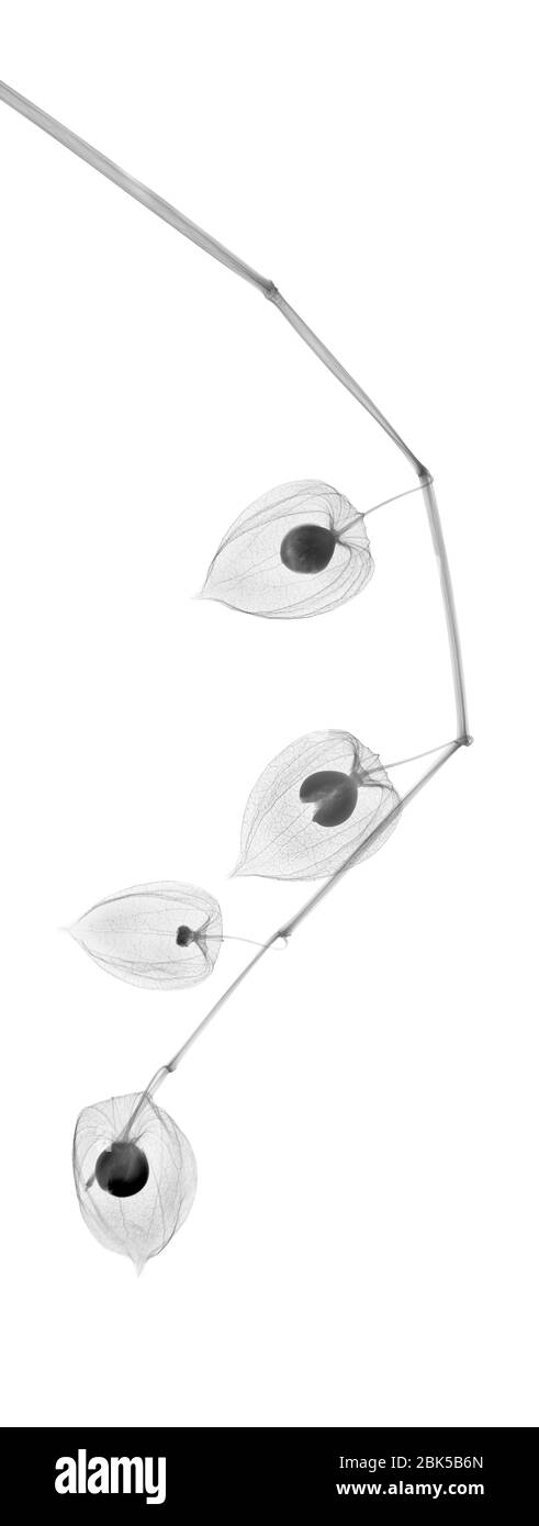 Chinesische Laterne (Physalis sp.), Röntgenstrahlung. Stockfoto