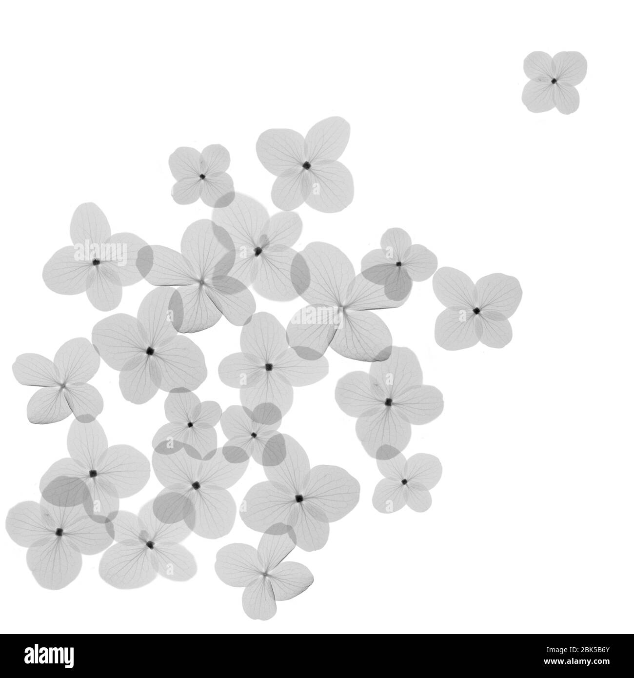 Kranichschnabel, (Geranium sp.), Röntgenstrahlung. Stockfoto