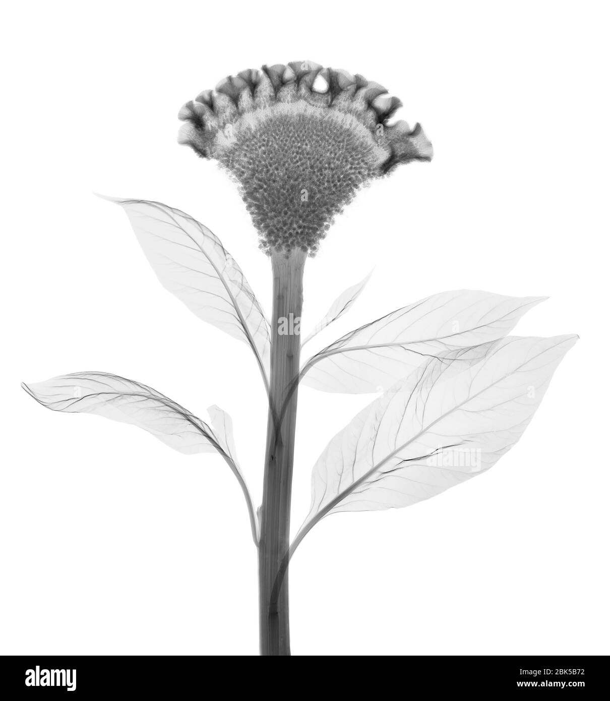 Cockscomb (Celosia cristata), Röntgen. Stockfoto