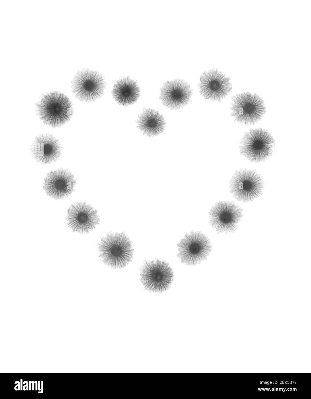 Chrysanthemenköpfe in Form eines Herzens, Röntgen. Stockfoto