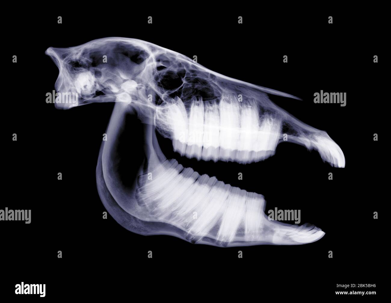 Pferdeschädel, Röntgen. Stockfoto
