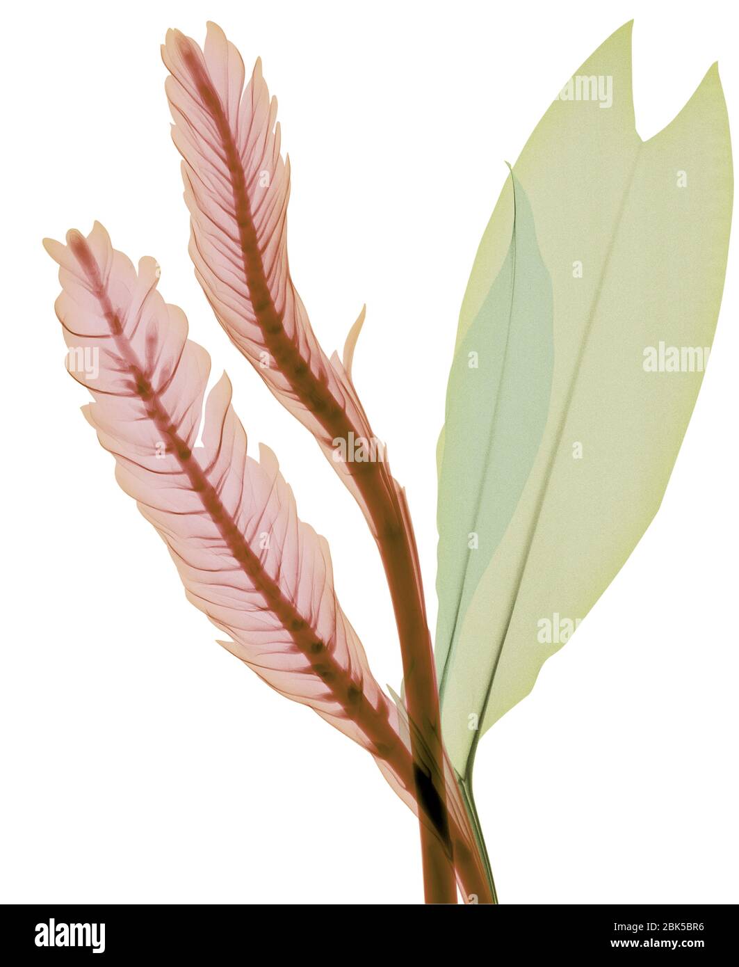 Magenta und grüne Blätter, farbiger Röntgenstrahl. Stockfoto