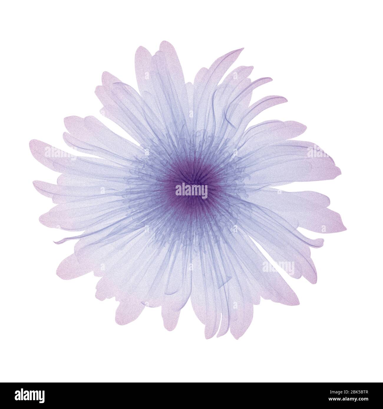 Violette Blume, gefärbtes Röntgenbild. Stockfoto
