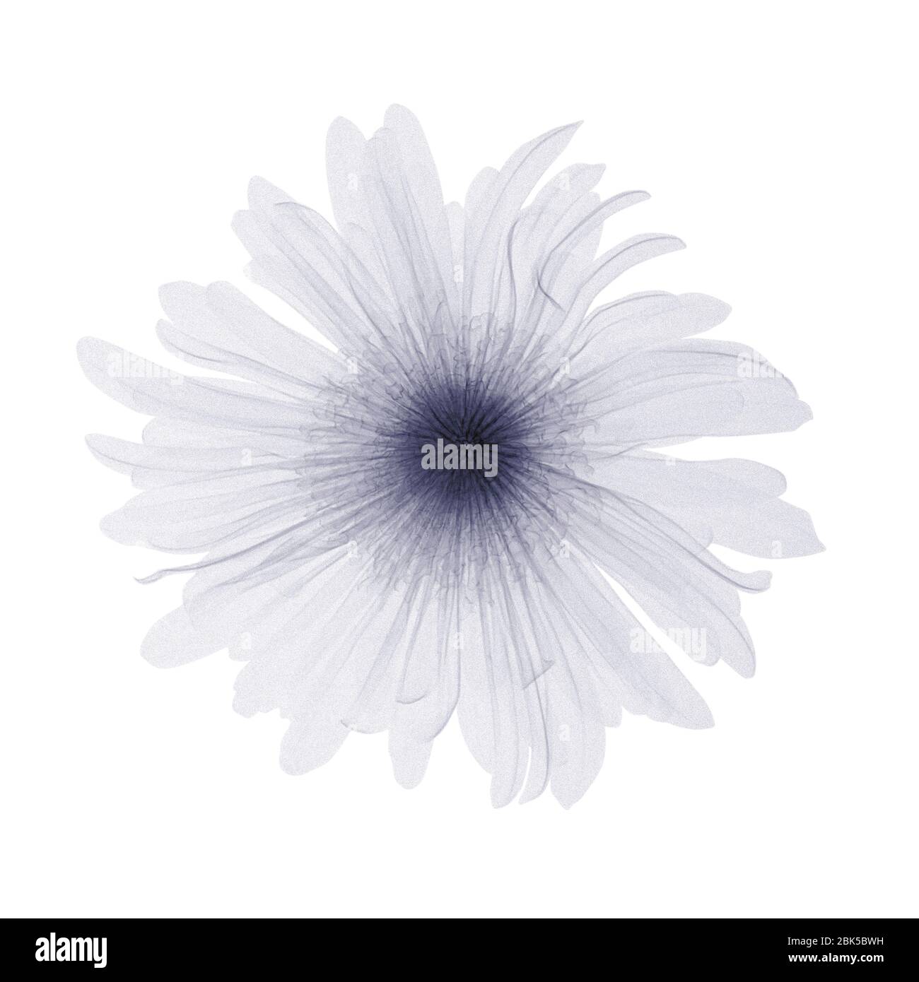 Blume, Röntgenstrahlung. Stockfoto