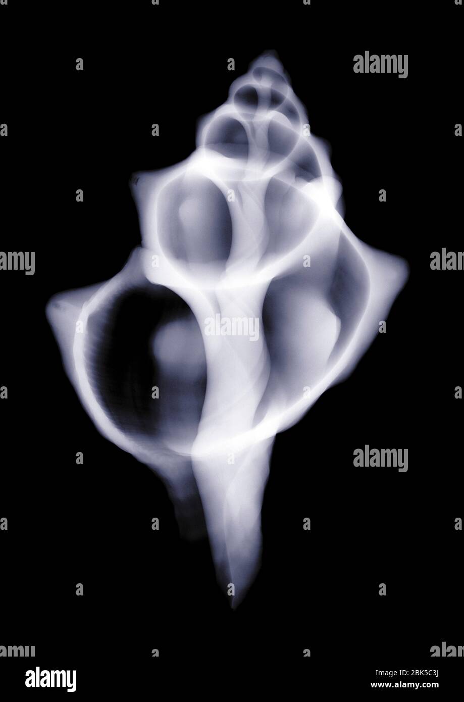 Schale, Röntgenstrahlung. Stockfoto