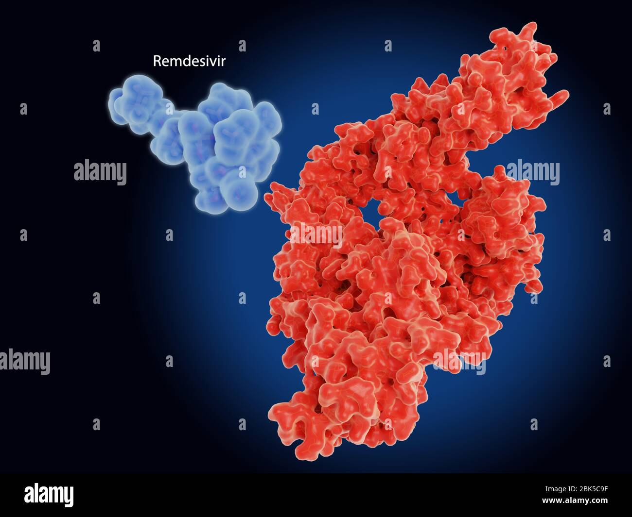 Molekulare Modelle des Nucleotid-Analogmedikaments Remdesivir und dessen Ziel die Enzym-RNA-abhängige RNA-Polymerase (Ribonukleinsäure) (RdRp, rot) aus dem SARS-CoV-2-Coronavirus. Das Virus trat im Dezember 2019 in Wuhan, China, auf und verursacht eine leichte Atemwegserkrankung (Covid-19), die sich zu einer Lungenentzündung entwickeln kann und in einigen Fällen tödlich sein kann. RdRp katalysiert die Replikation von RNA (dem viralen Genom) aus einer RNA-Vorlage und ist ein vielversprechendes Ziel für die Behandlung von Covid-19. Stockfoto