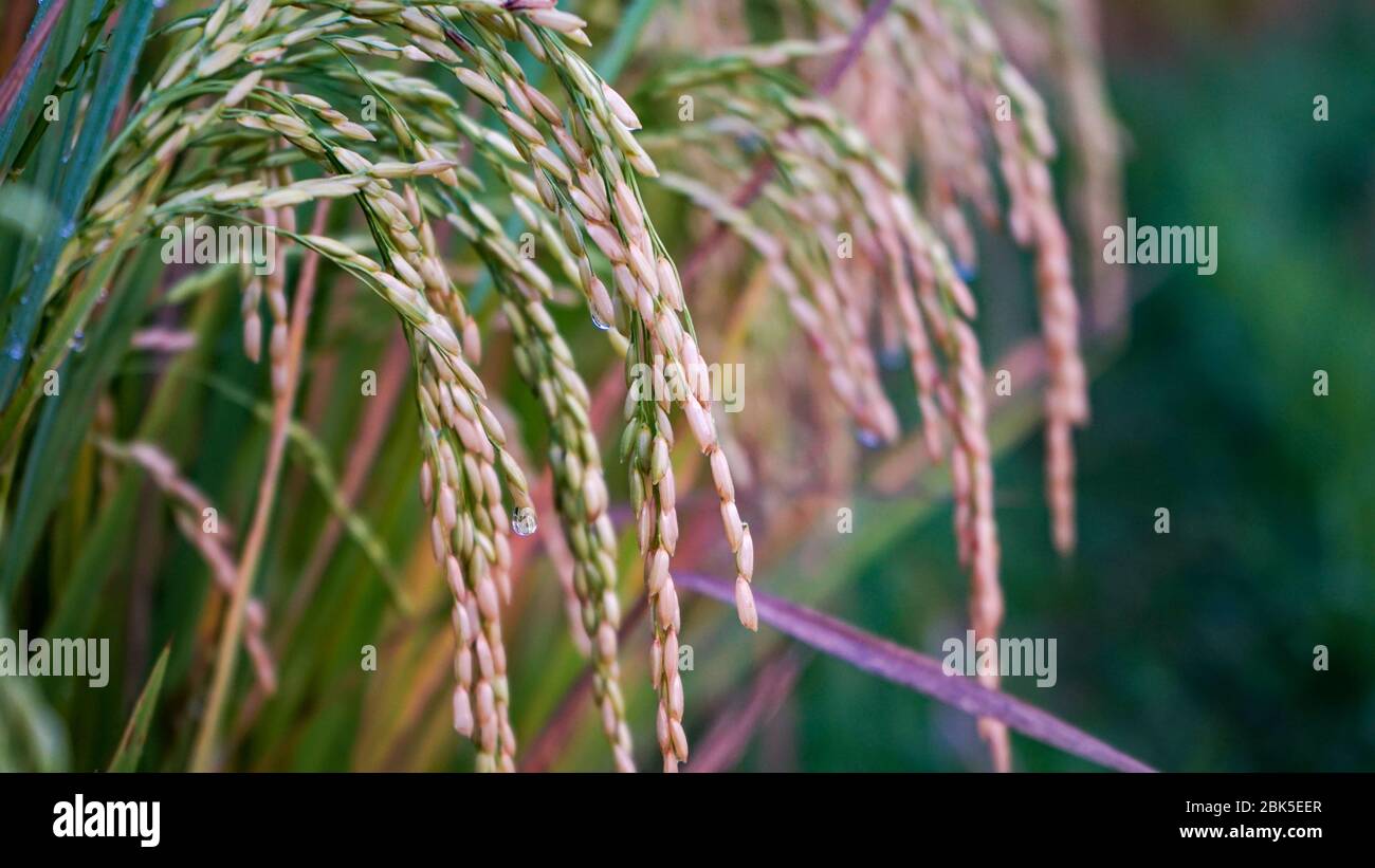 Voller Rahmen von Reis und Morgentau in den Reisfeldern Stockfoto