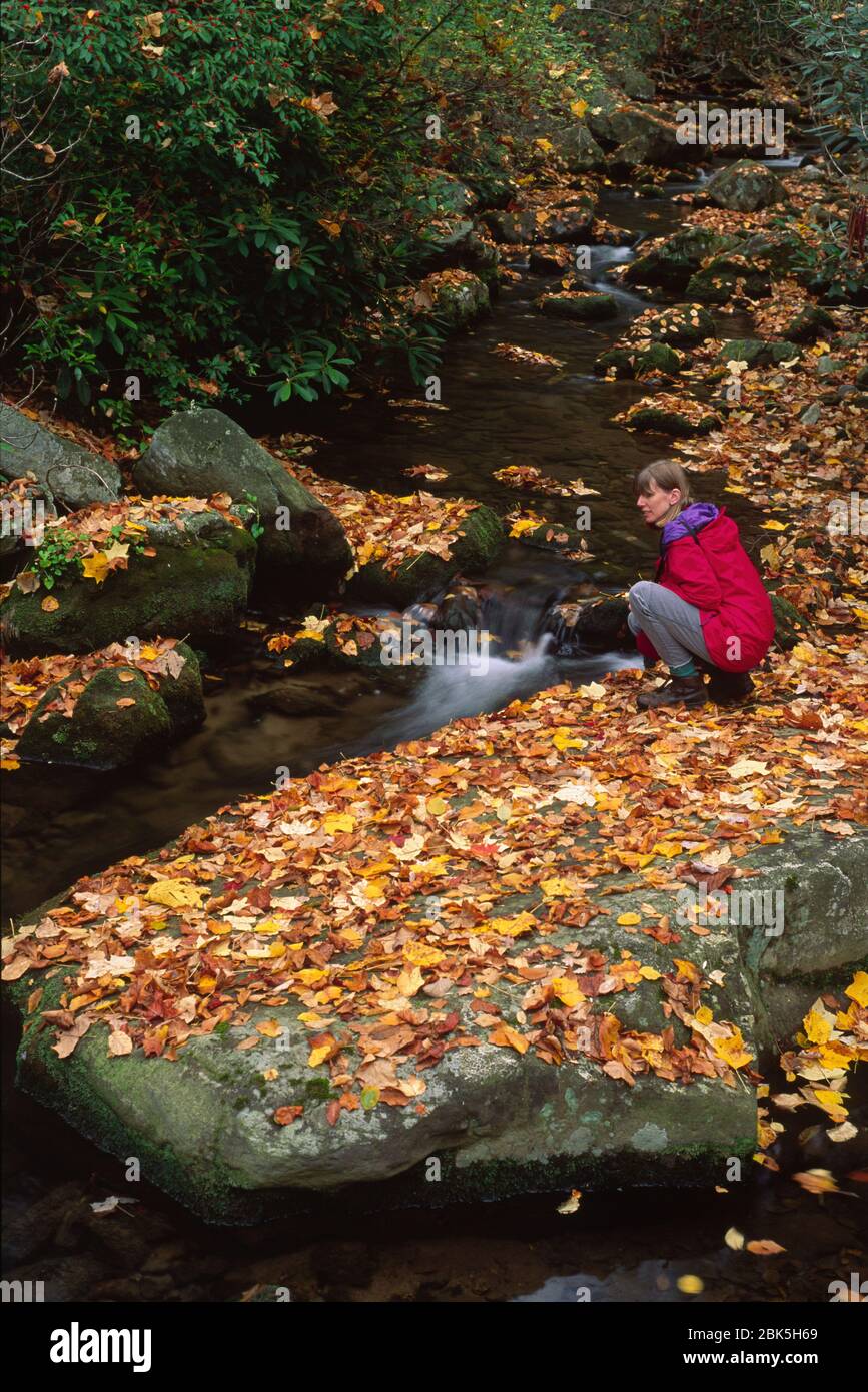 Bär laufen, Bär Nature Reserve, Pennsylvania Stockfoto