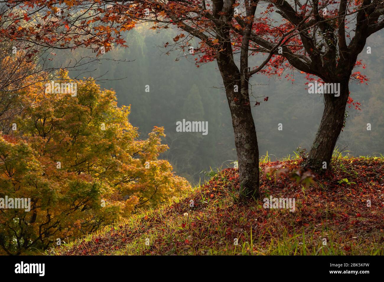 Yujaku Park, Kuju, Kyushu, Japan - 23. November 2019 : wunderschönes Licht und Herbstfarben im Yujaku Park auf der Insel Kyushu, Japan Stockfoto