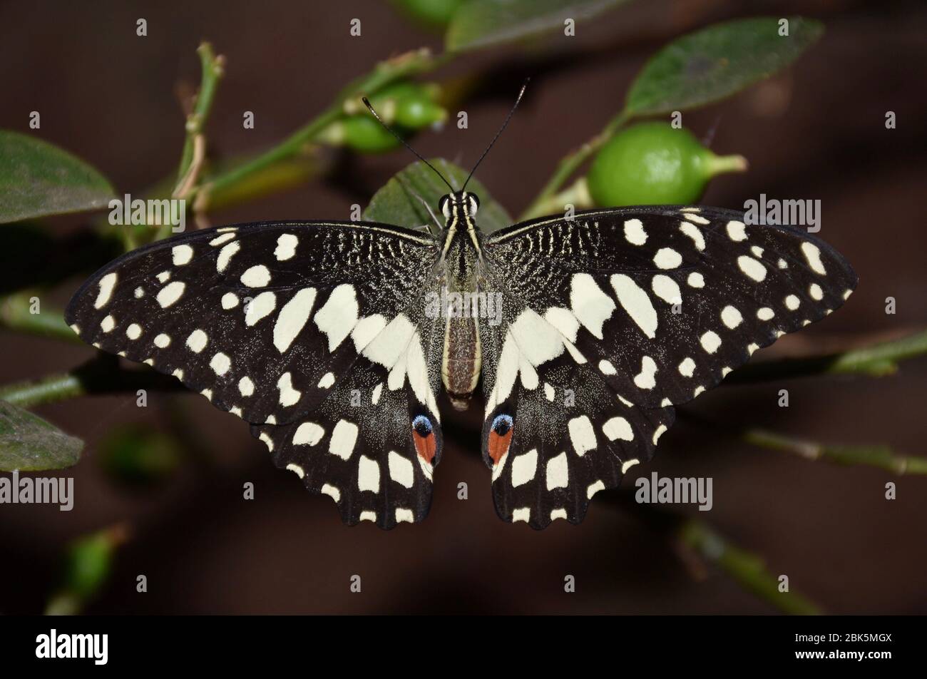 Limettenschmetterling oder Zitronenschmetterling (Papilio demoleus) ist ein häufiger und weit verbreiteter Schwalbenschwanzschmetterling Stockfoto