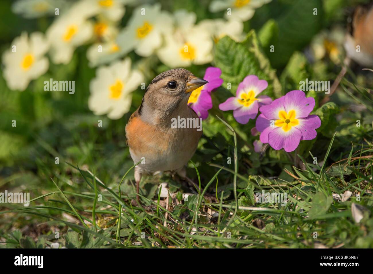 Brambling (Fringilla montifringilla) Weibchen, die auf der Blumenwiese Baden-Württemberg Nahrung suchen Stockfoto