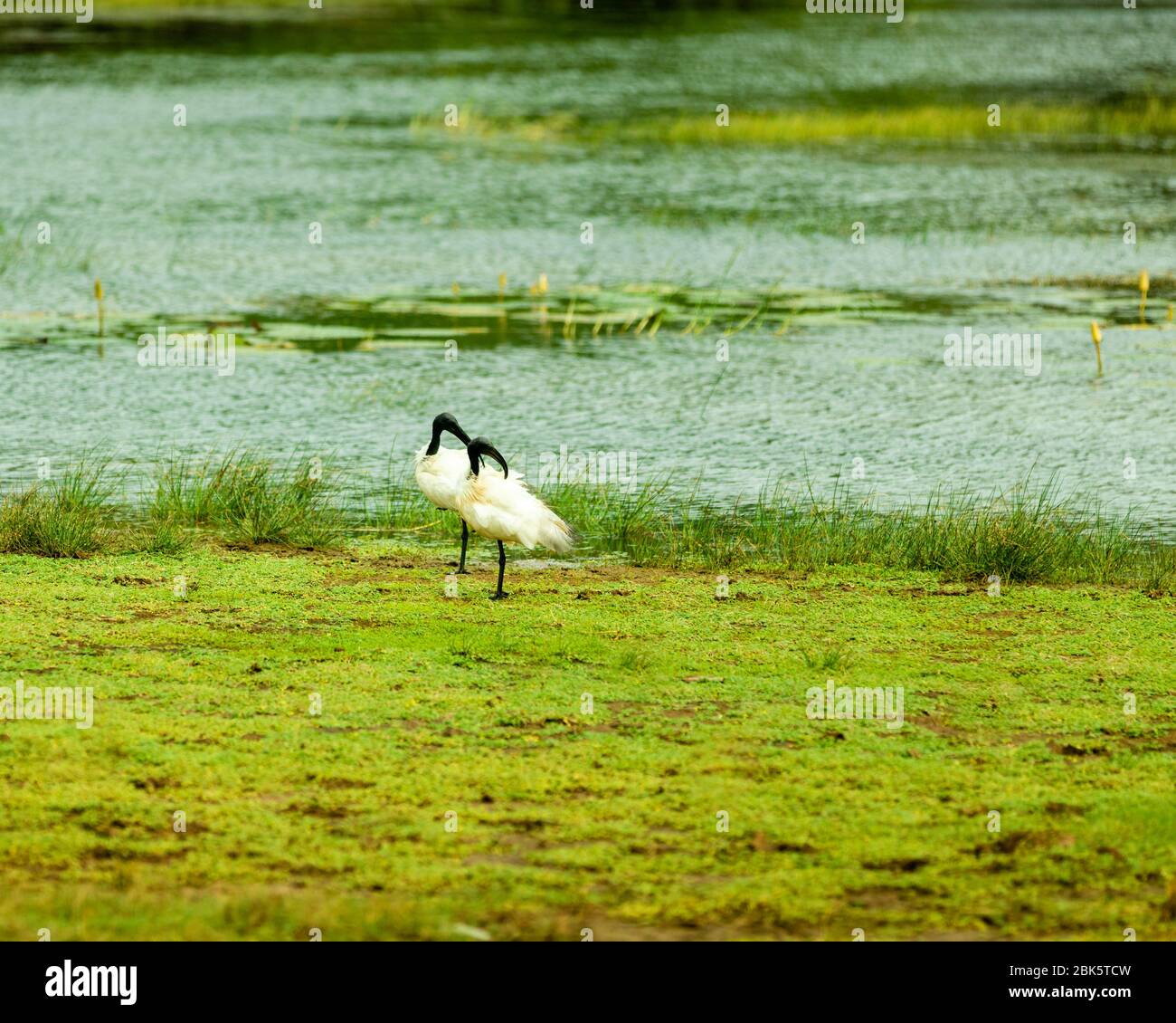 Die schwarzköpfigen Ibis Vögel in der Nähe des Wassers in einem Park Stockfoto