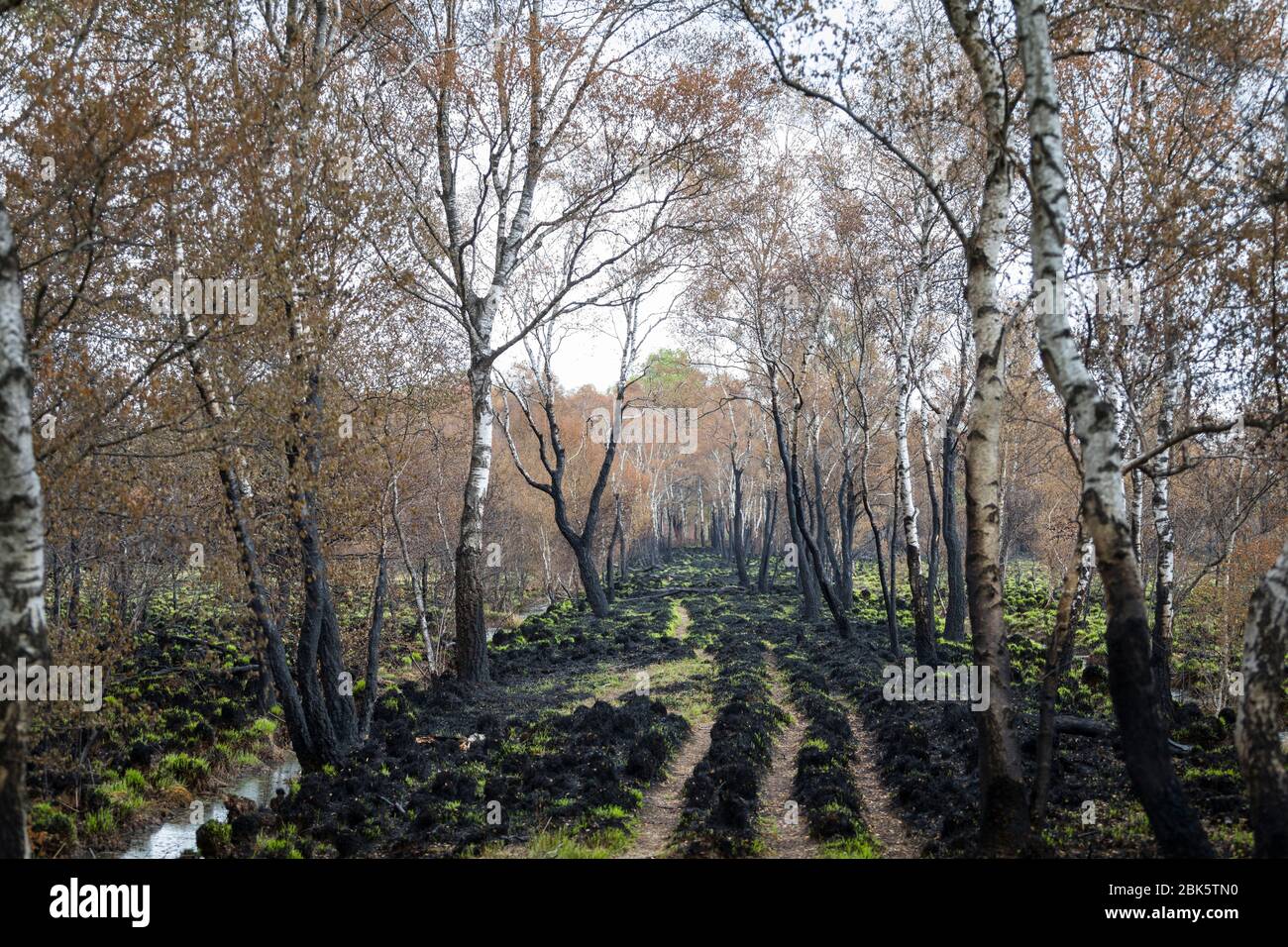 Landschaft mit verbrannten Birken nach einem Waldbrand im Naturschutzgebiet 'Mariapeel' in den Niederlanden Stockfoto