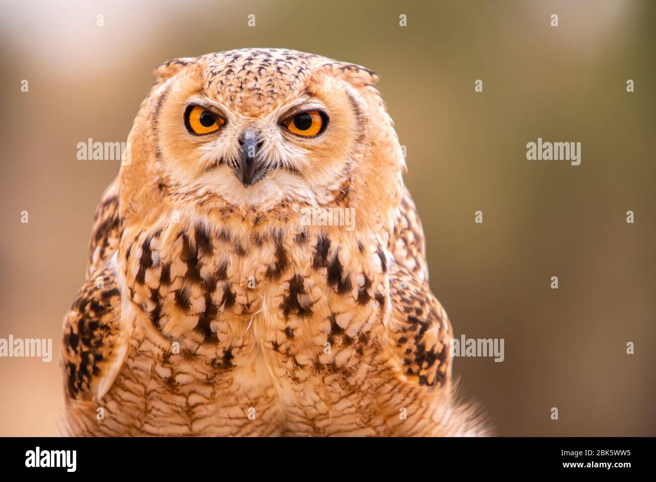 Desert Eagle Owl im Dubai Desert Conservation Reserve, Dubai, Vereinigte Arabische Emirate Stockfoto