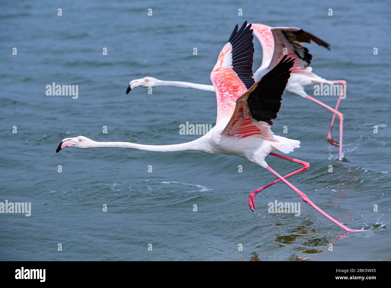 RAS Al Khor Wildlife Sanctuary in Dubai, Vereinigte Arabische Emirate Stockfoto