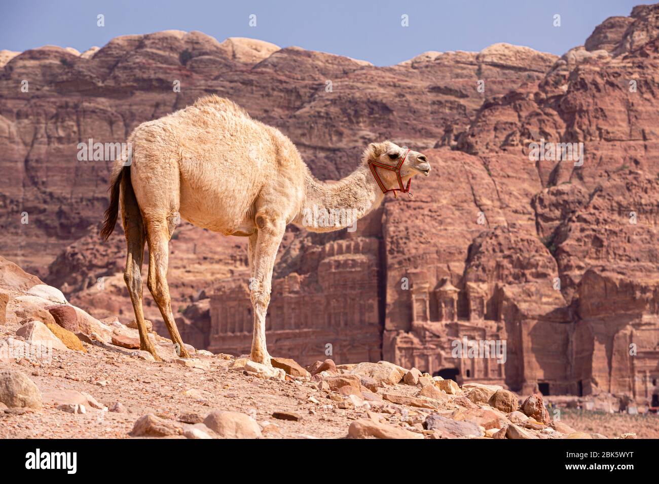 Kamel über den Königsgräbern in der Stadt Petra, Jordanien Stockfoto
