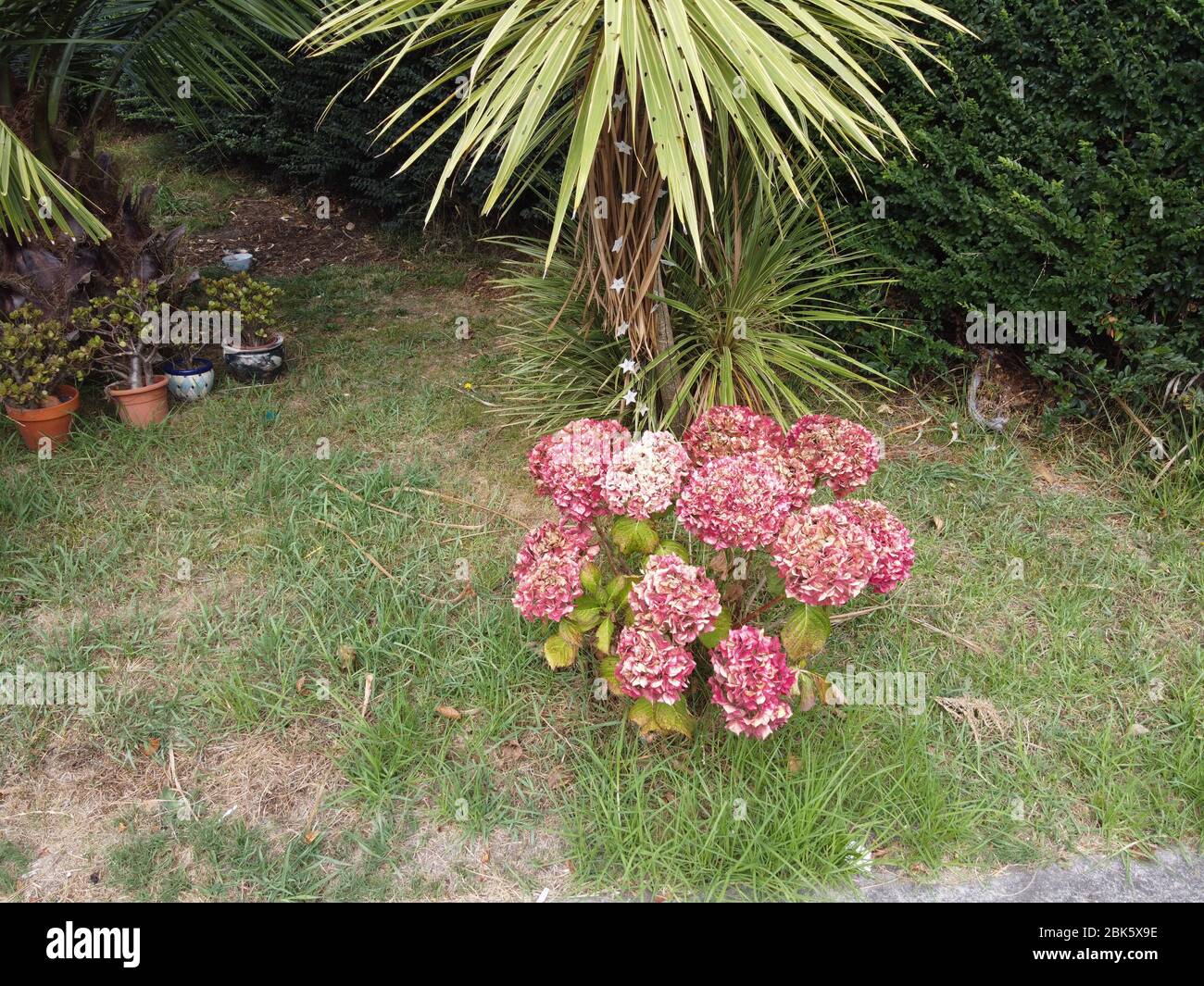 Ein Bündel rosa Blumen unter einem Kohlbaum mit Weihnachtsbeleuchtung Stockfoto
