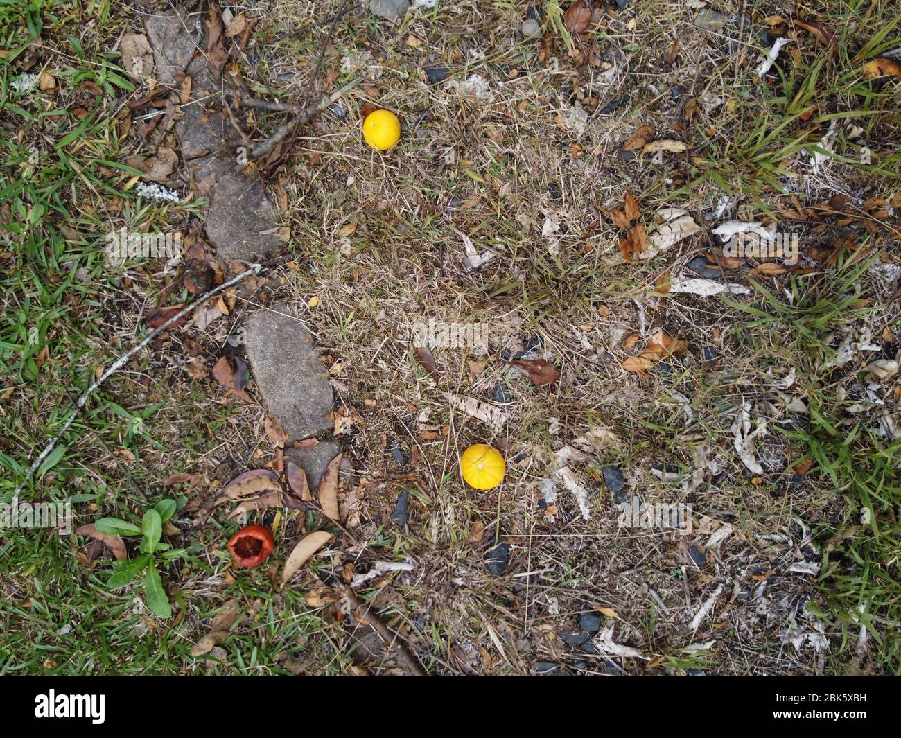 Gefallene Orangenfrüchte auf dem Boden Stockfoto