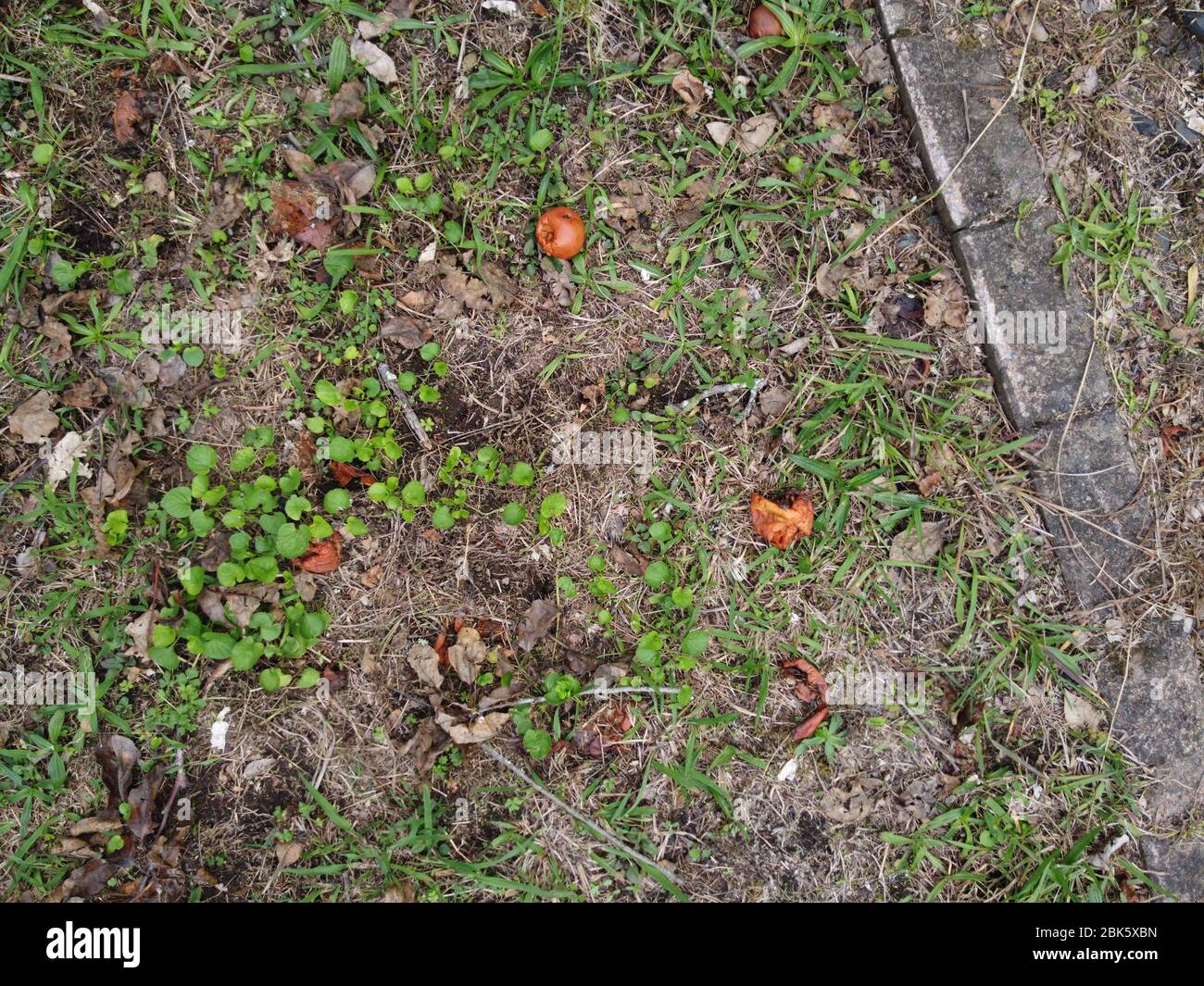 Gefallene Orangenfrüchte auf dem Boden Stockfoto