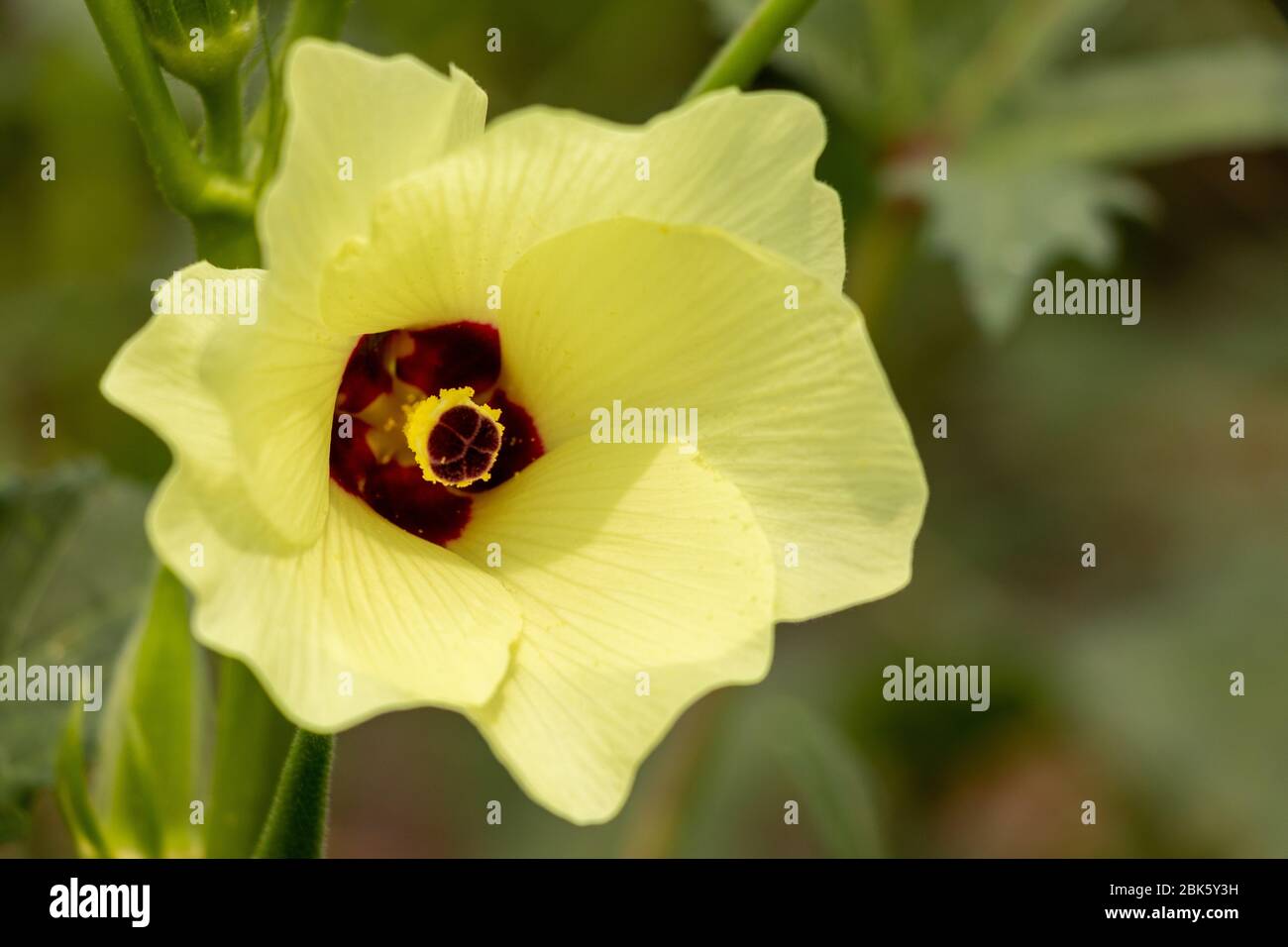 Damen Finger Okra Pflanzenblume Nahaufnahme von gelben Blütenblättern und roten Staubblättern und Pollen. Stockfoto