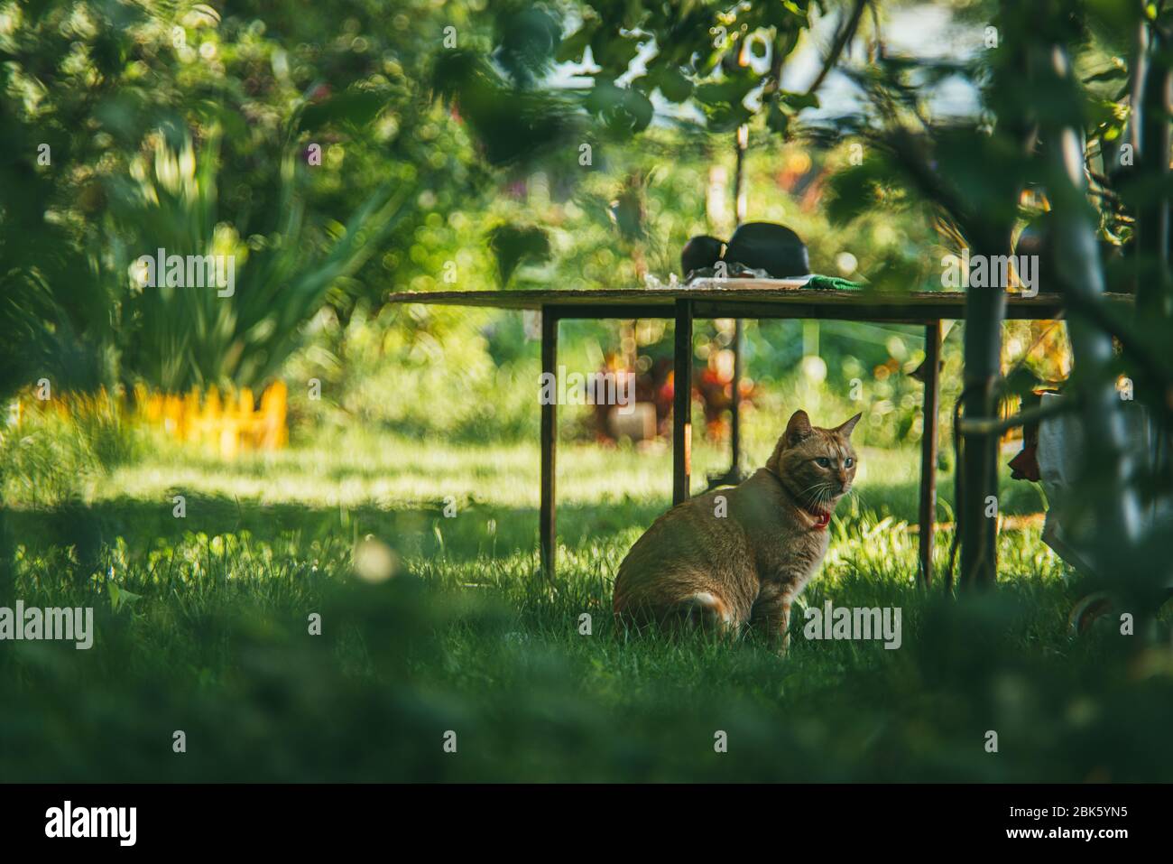 Schöne rote Ingwerkatze in einem roten Kragen sitzt in einem Sommergarten auf Selbstisolation. Bleiben Sie zu Hause Coronavirus covid-19 Quarantänekonzept. Selektiv Stockfoto