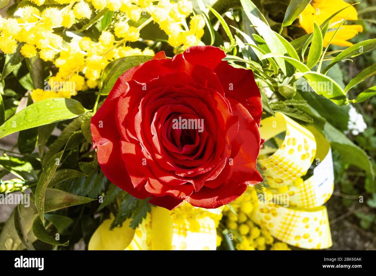 Red Rose im Garten Stockfoto