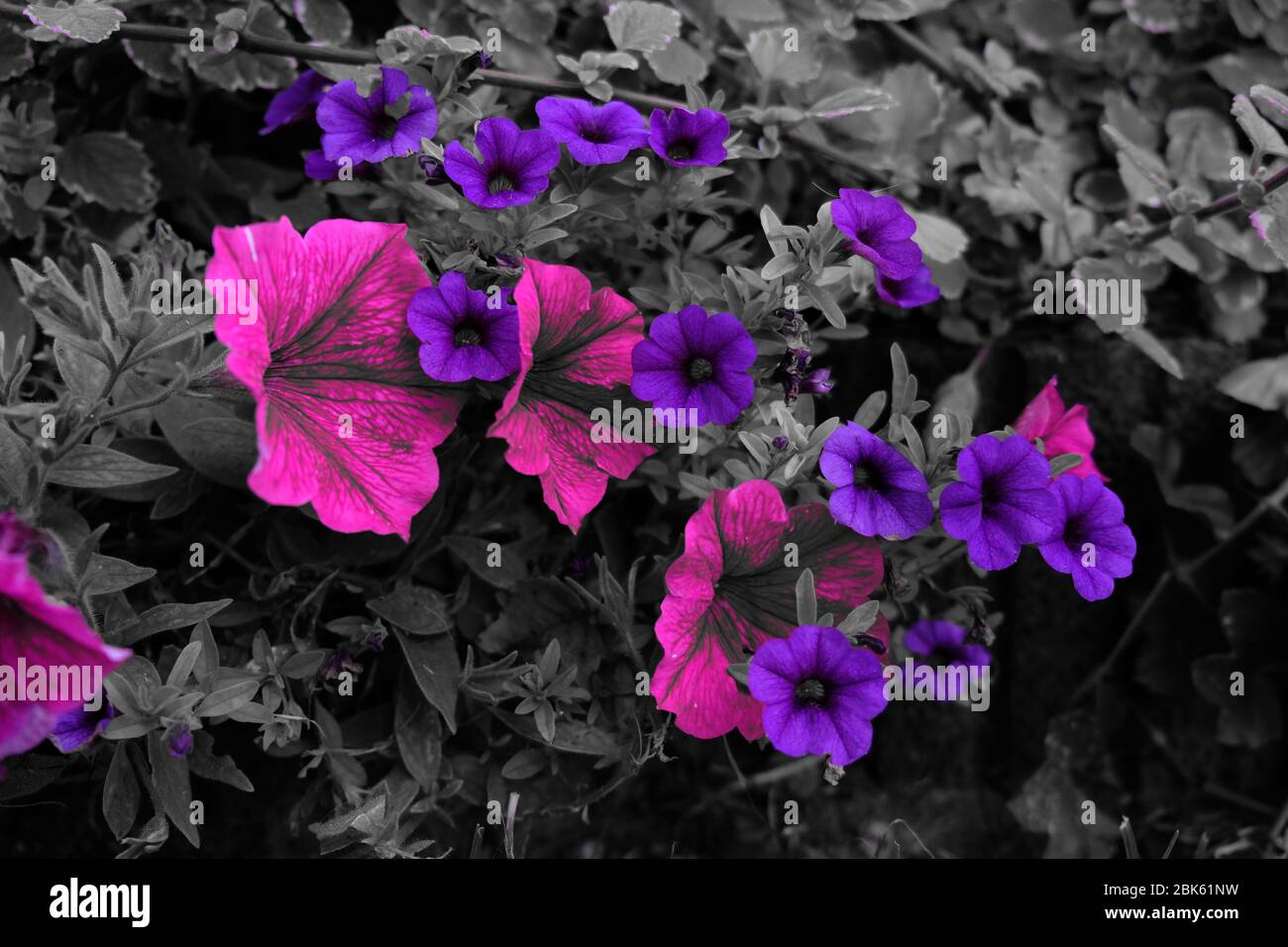 Farbe Blumen auf dem schwarzen Hintergrund. Stockfoto