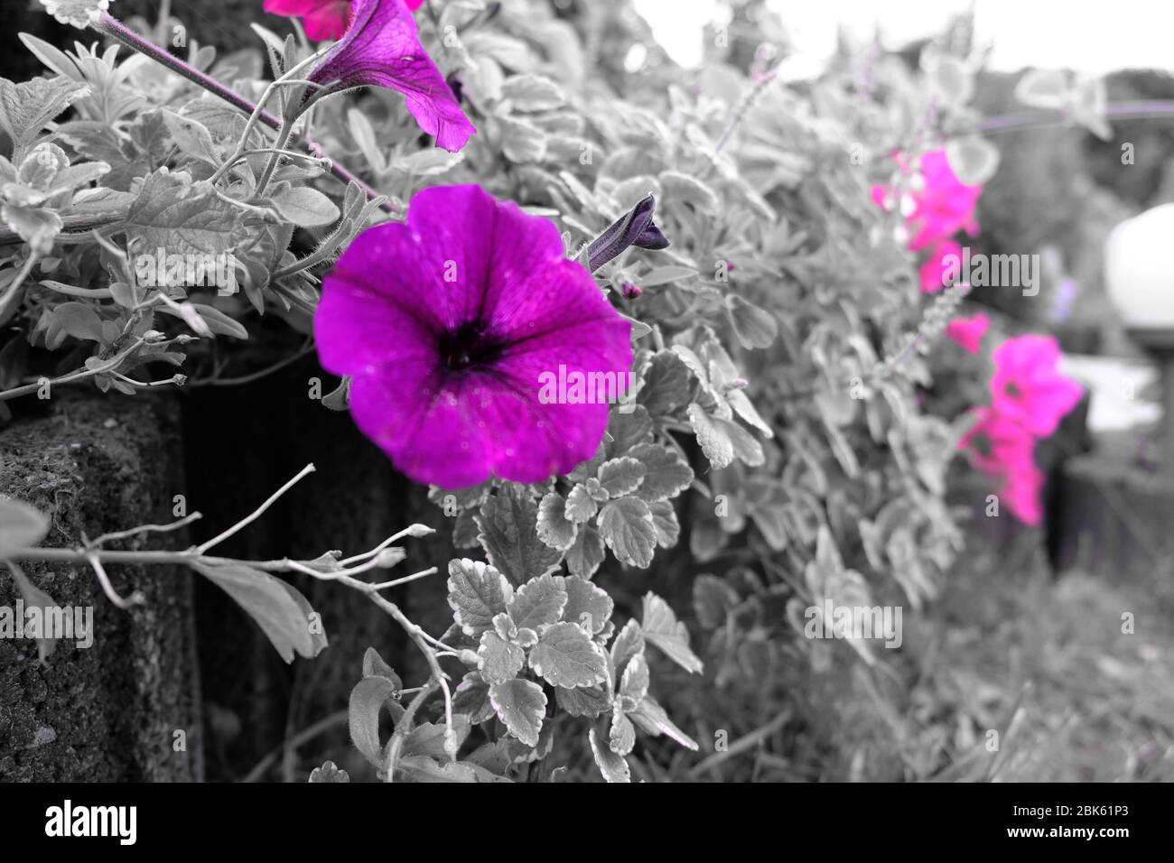 Farbe Blumen auf dem schwarzen Hintergrund. Stockfoto